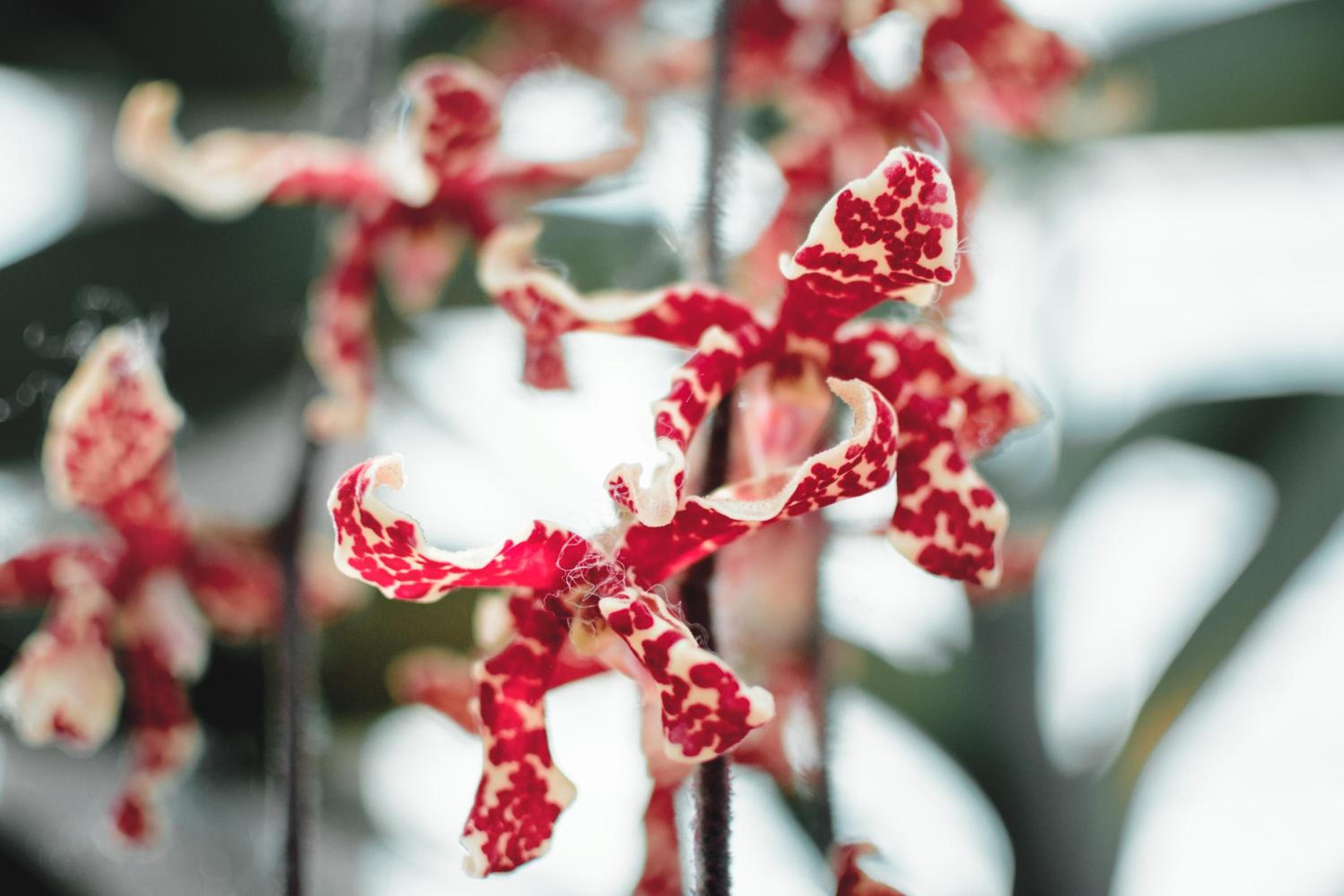 Villa Orchid Garden Riverside Hoi An