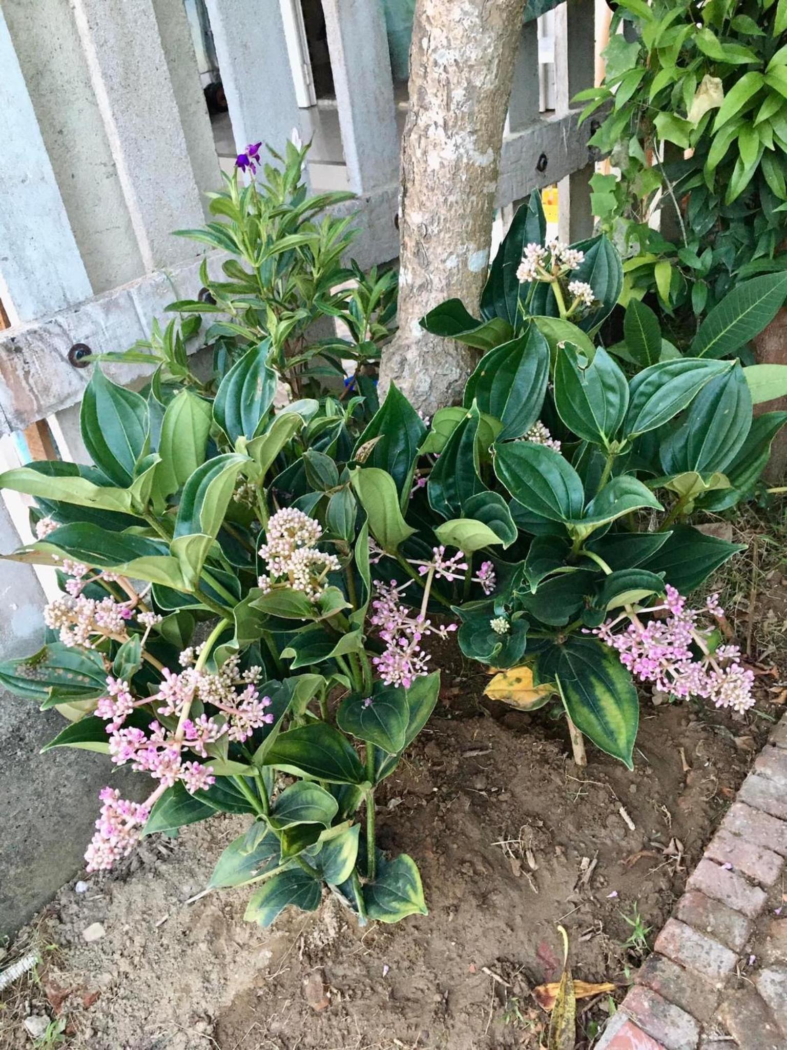 Villa Orchid Garden Riverside Hoi An