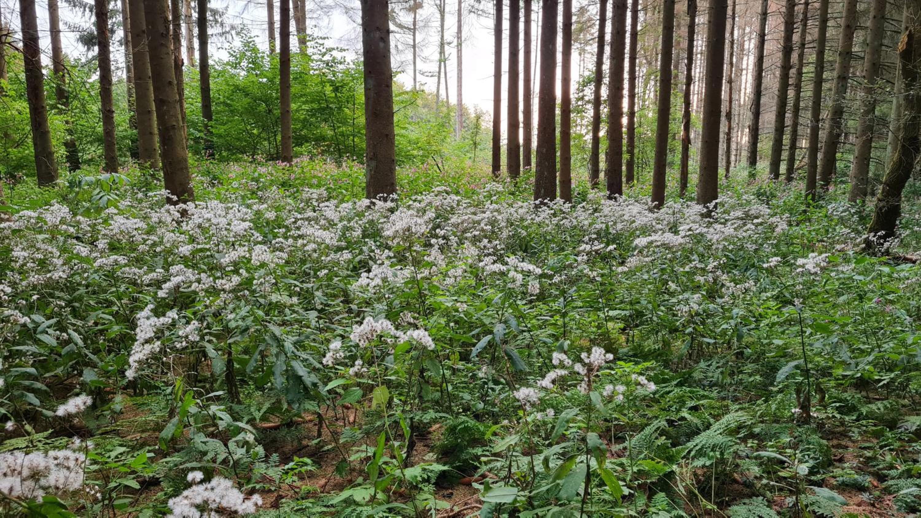 Ferienwohnung Ollywood, Natur pur im Westerwald, 2 bis 4 Personen