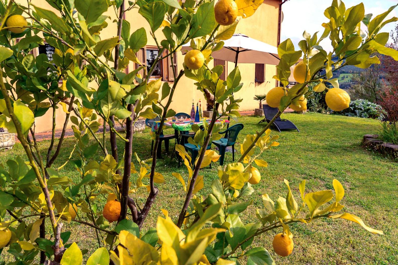 B&B Glicine