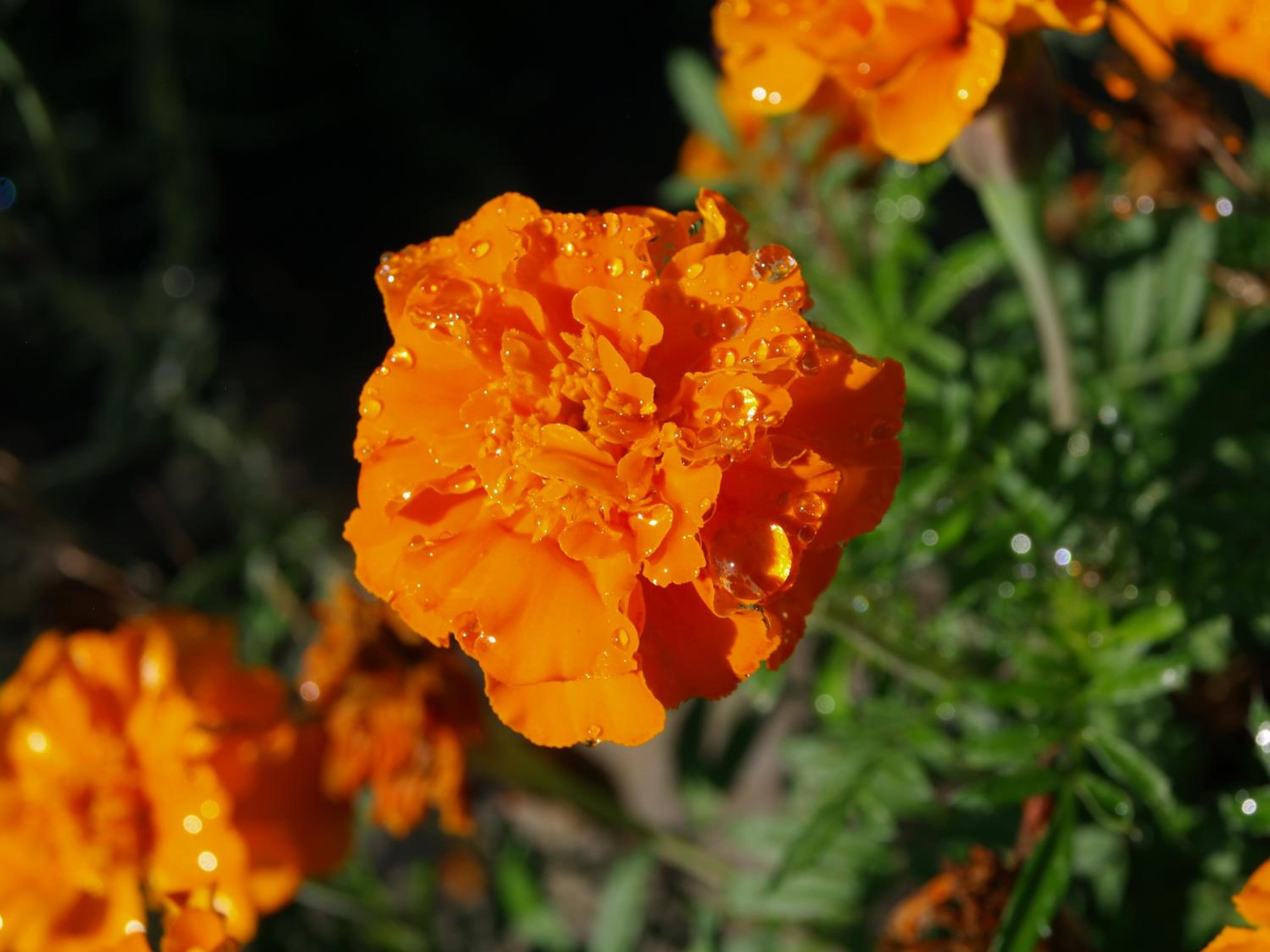 Photo 41