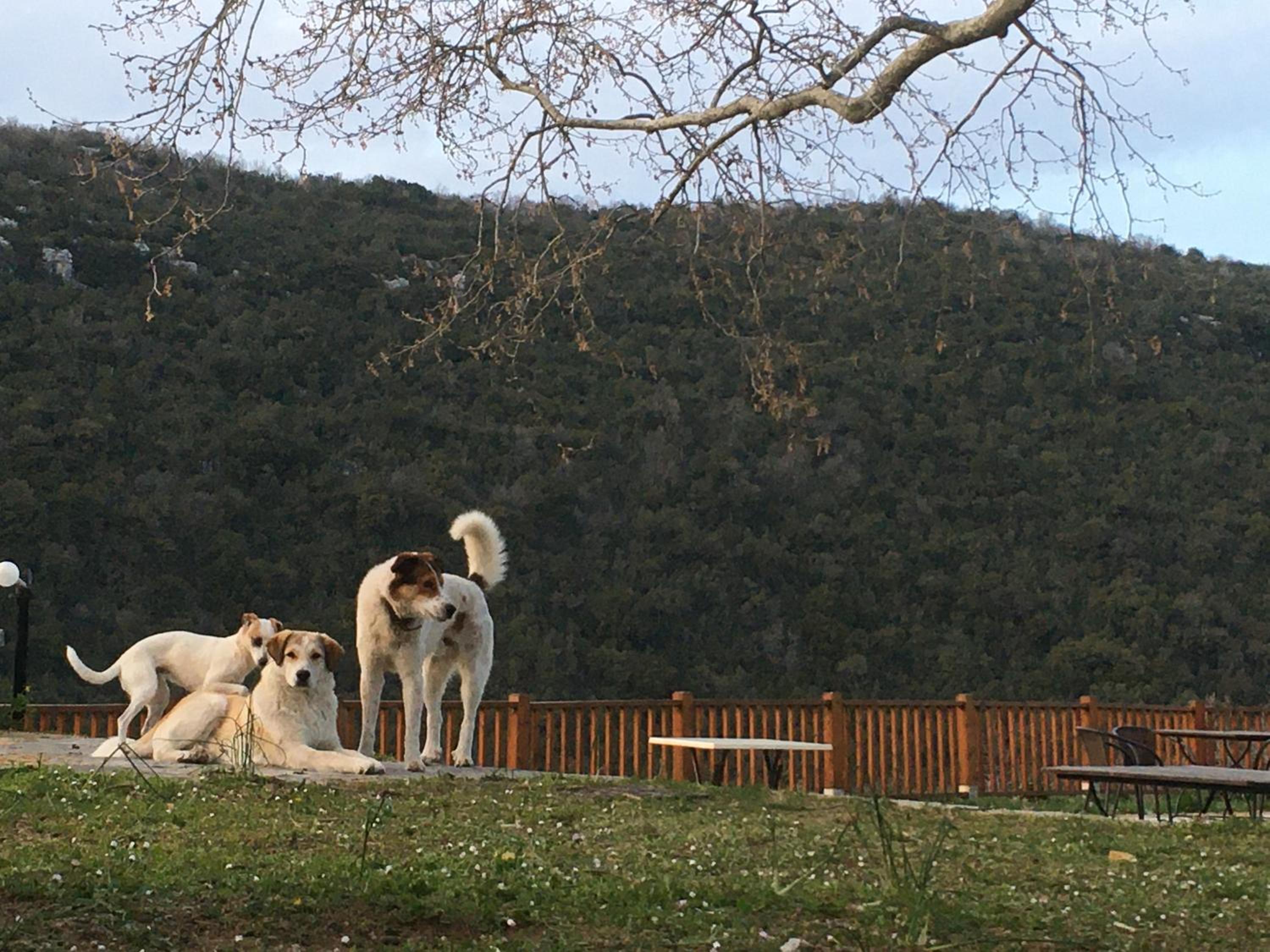KATIKIA ZAGORI