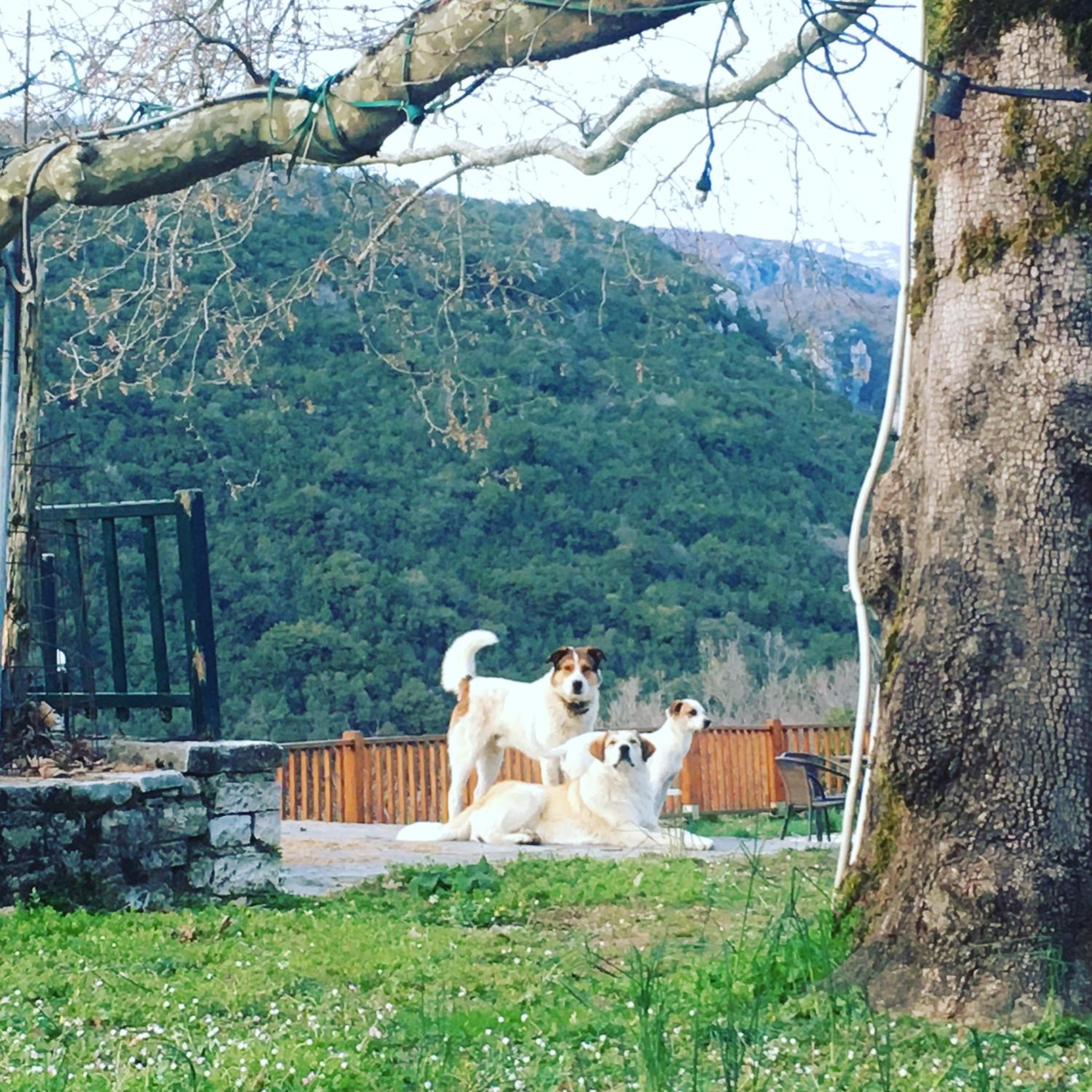 KATIKIA ZAGORI