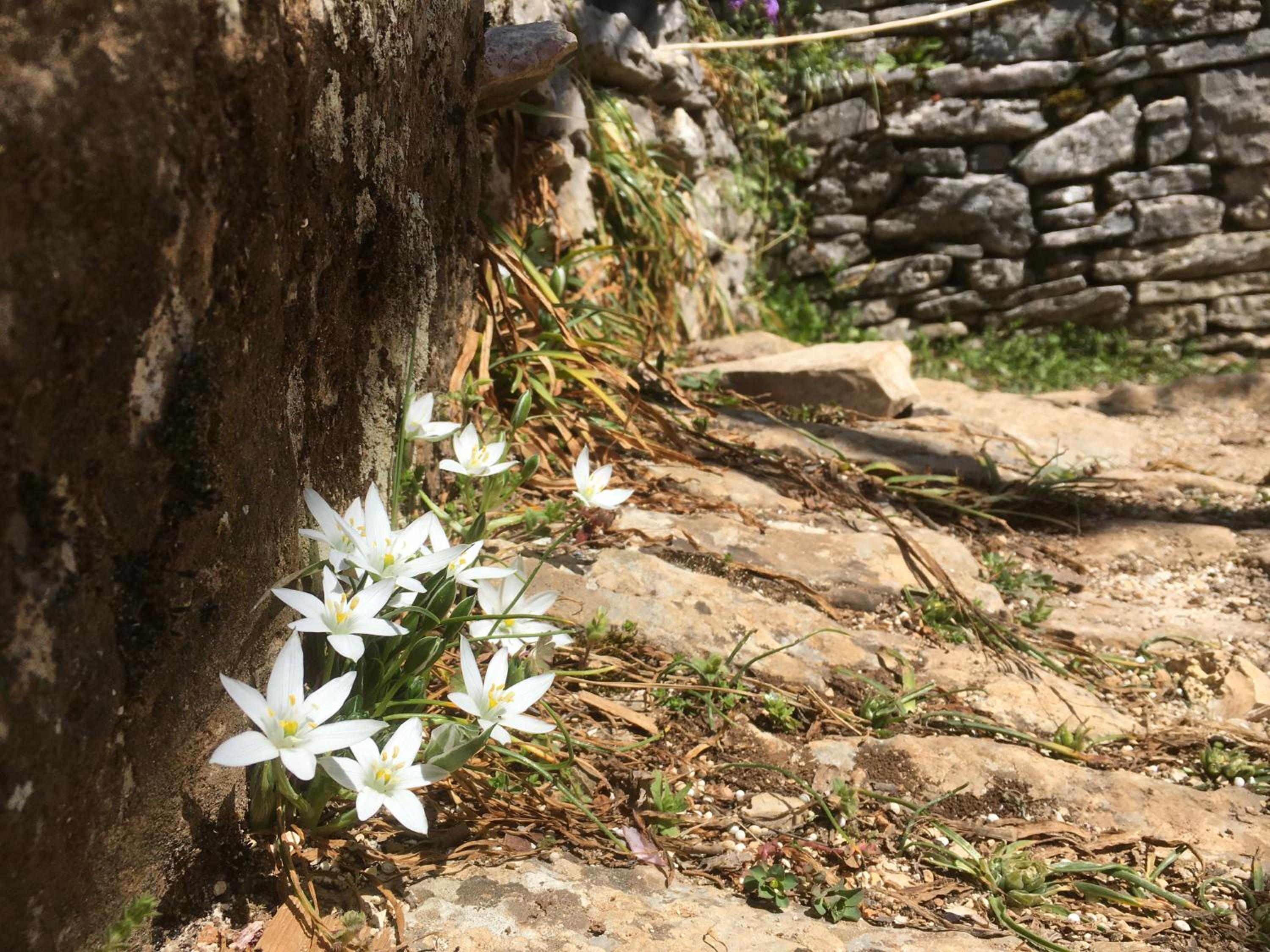 KATIKIA ZAGORI