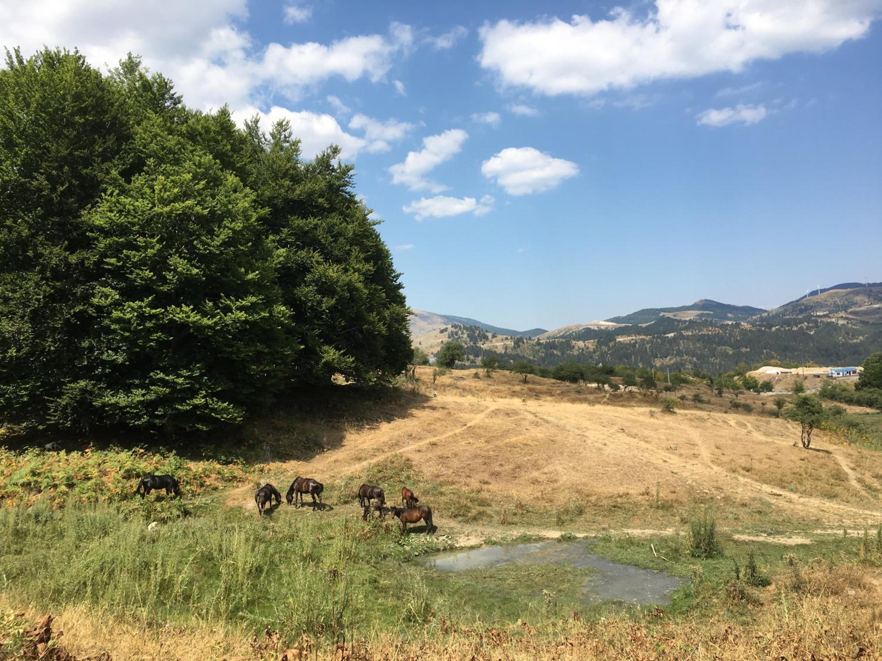 KATIKIA ZAGORI