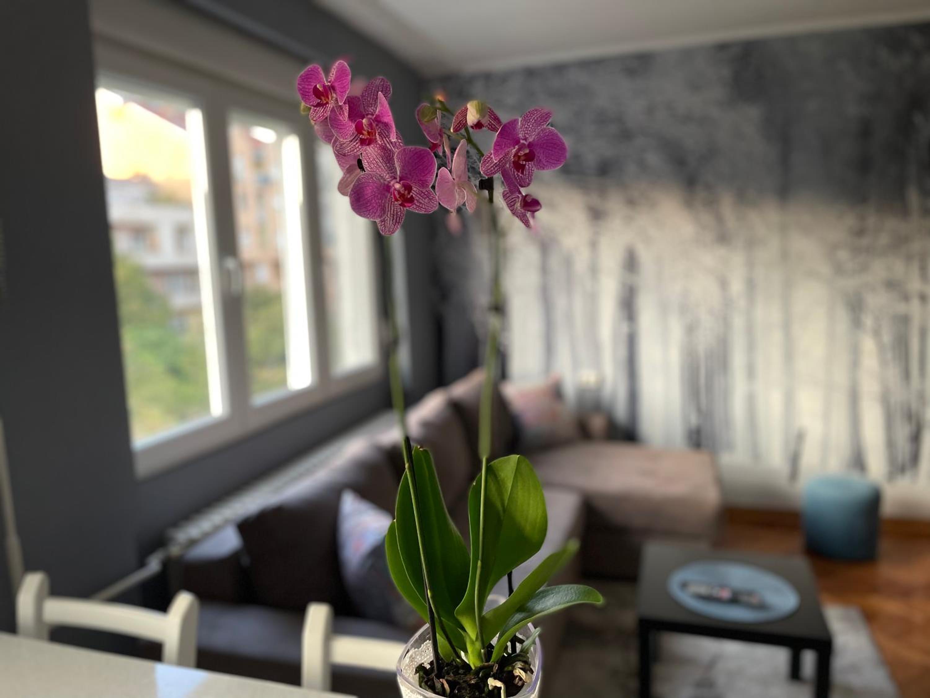 Apartman Avenia
