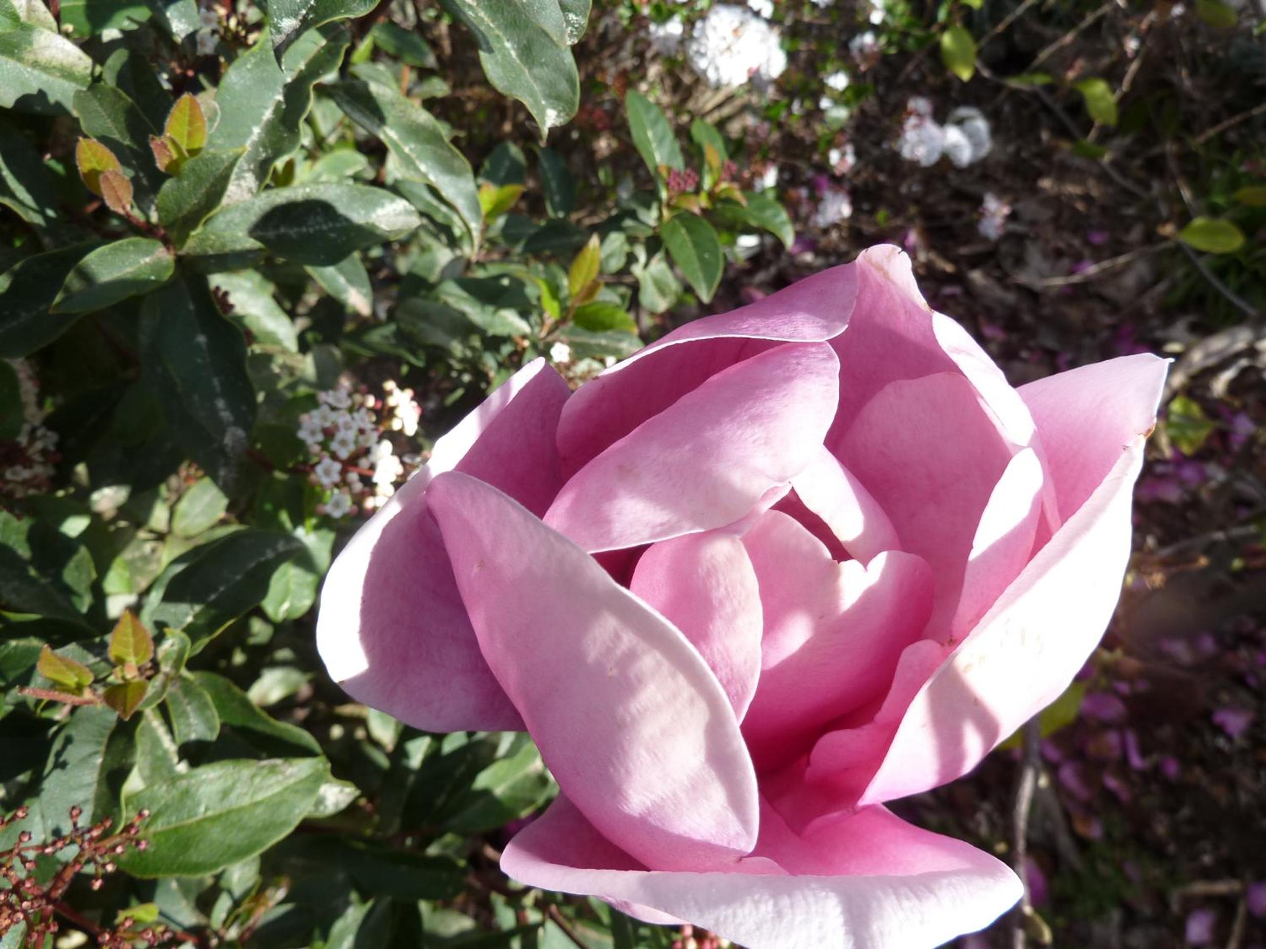 Photo 44