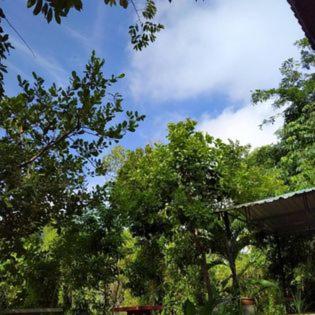 Suankafae Resort สวนกาแฟรีสอร์ท