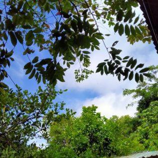 Suankafae Resort สวนกาแฟรีสอร์ท