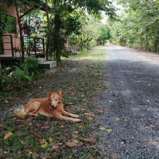 Suankafae Resort สวนกาแฟรีสอร์ท