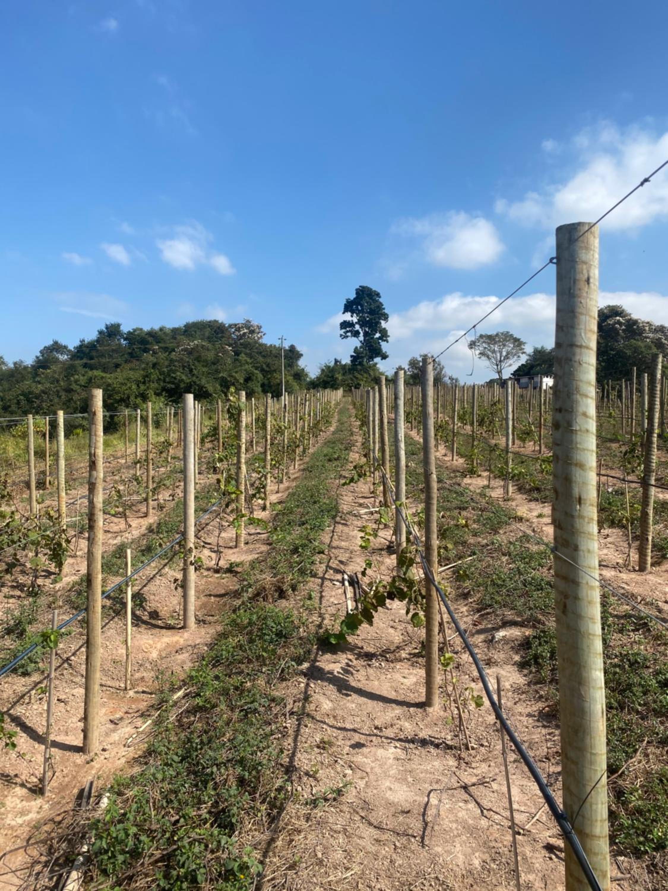 Fazenda Pedra Lisa Hotel Boutique