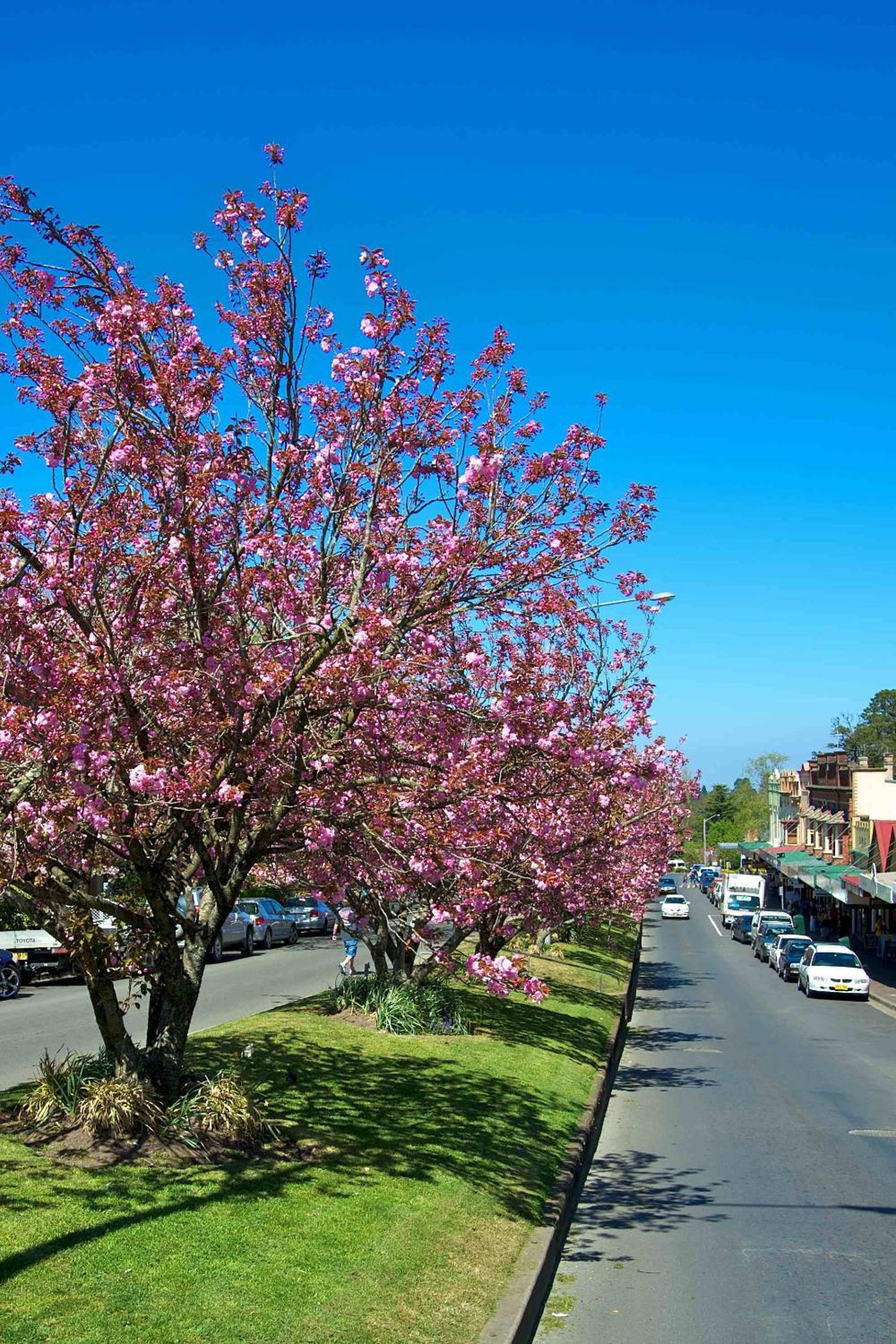 Bower Flower