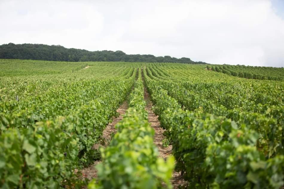 Gite "le millésime" view 4