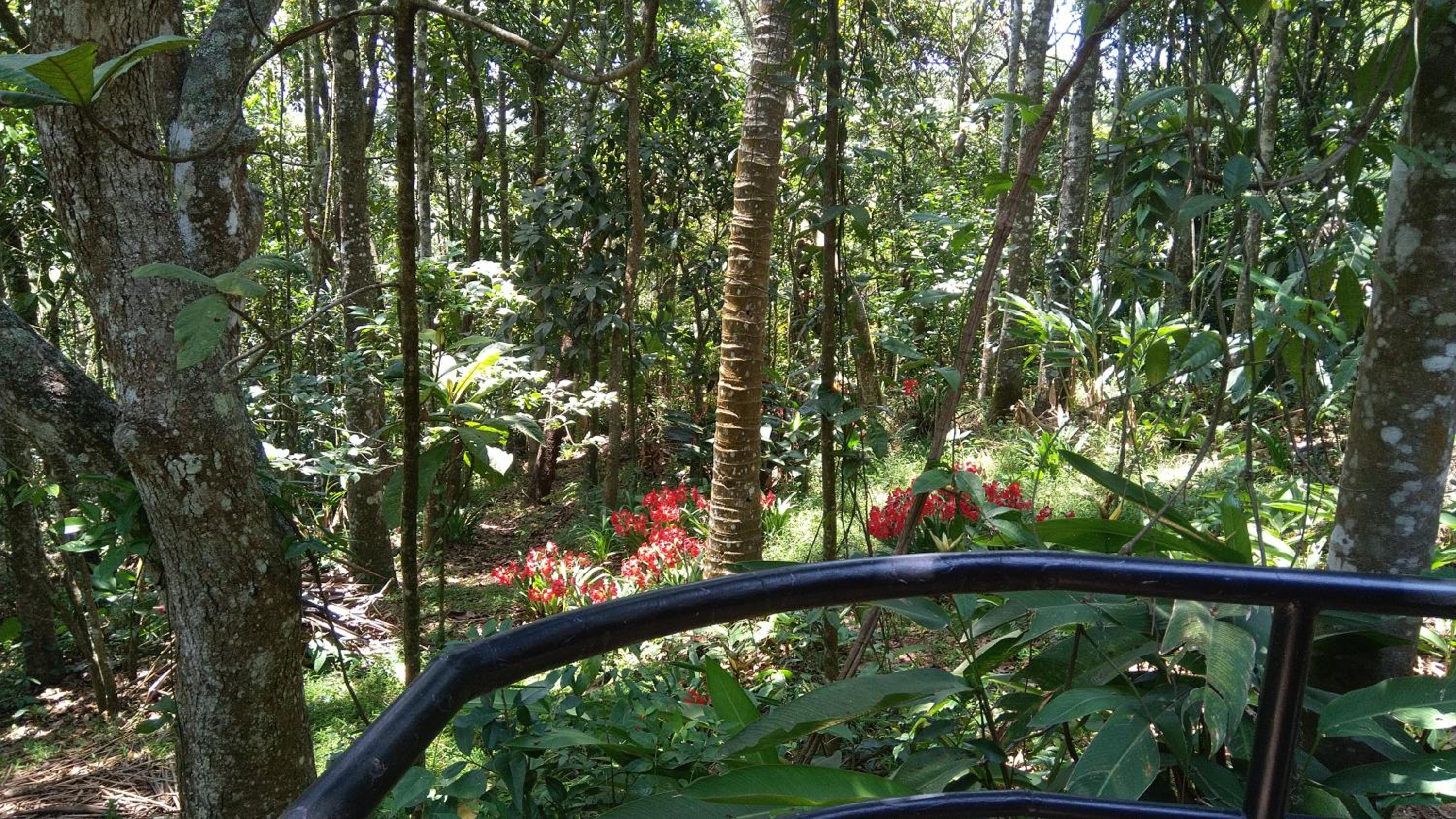 Thekkady Vacations - Indhrivanam - Property Image 5