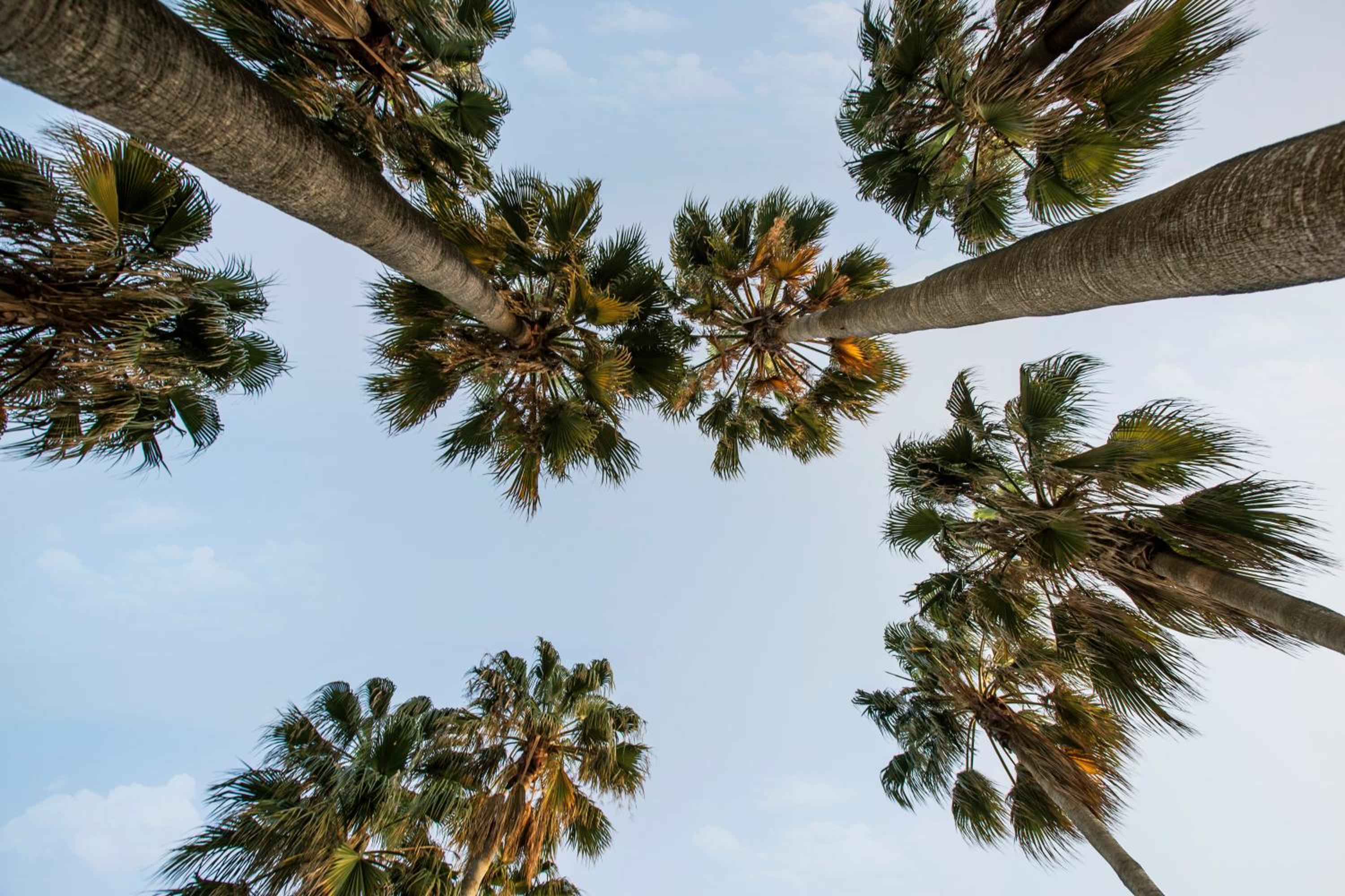 Acanthus Cennet Barut Collection - Ultra All Inclusive - Image 151