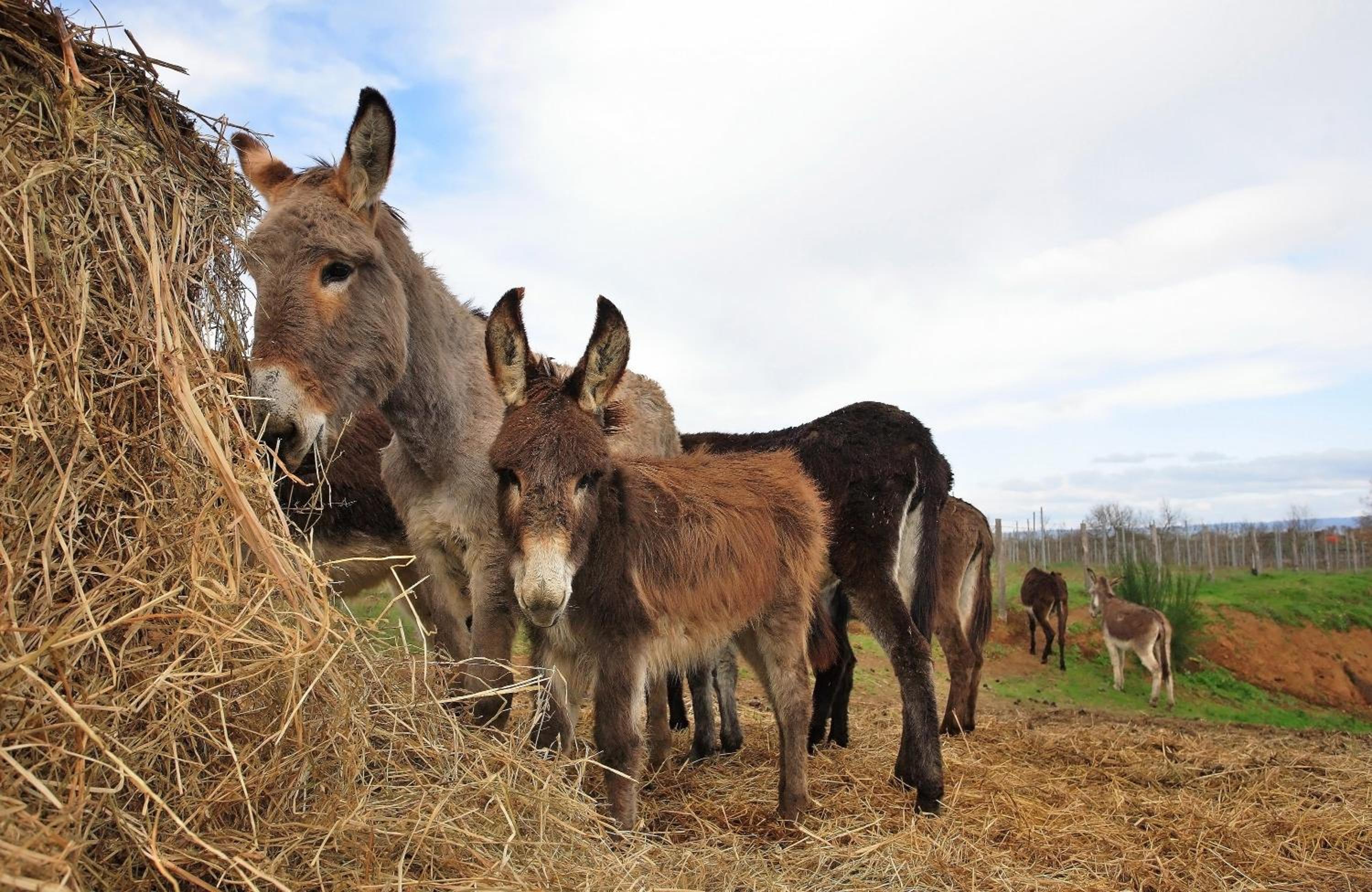 Agriturismo Il Marrugio