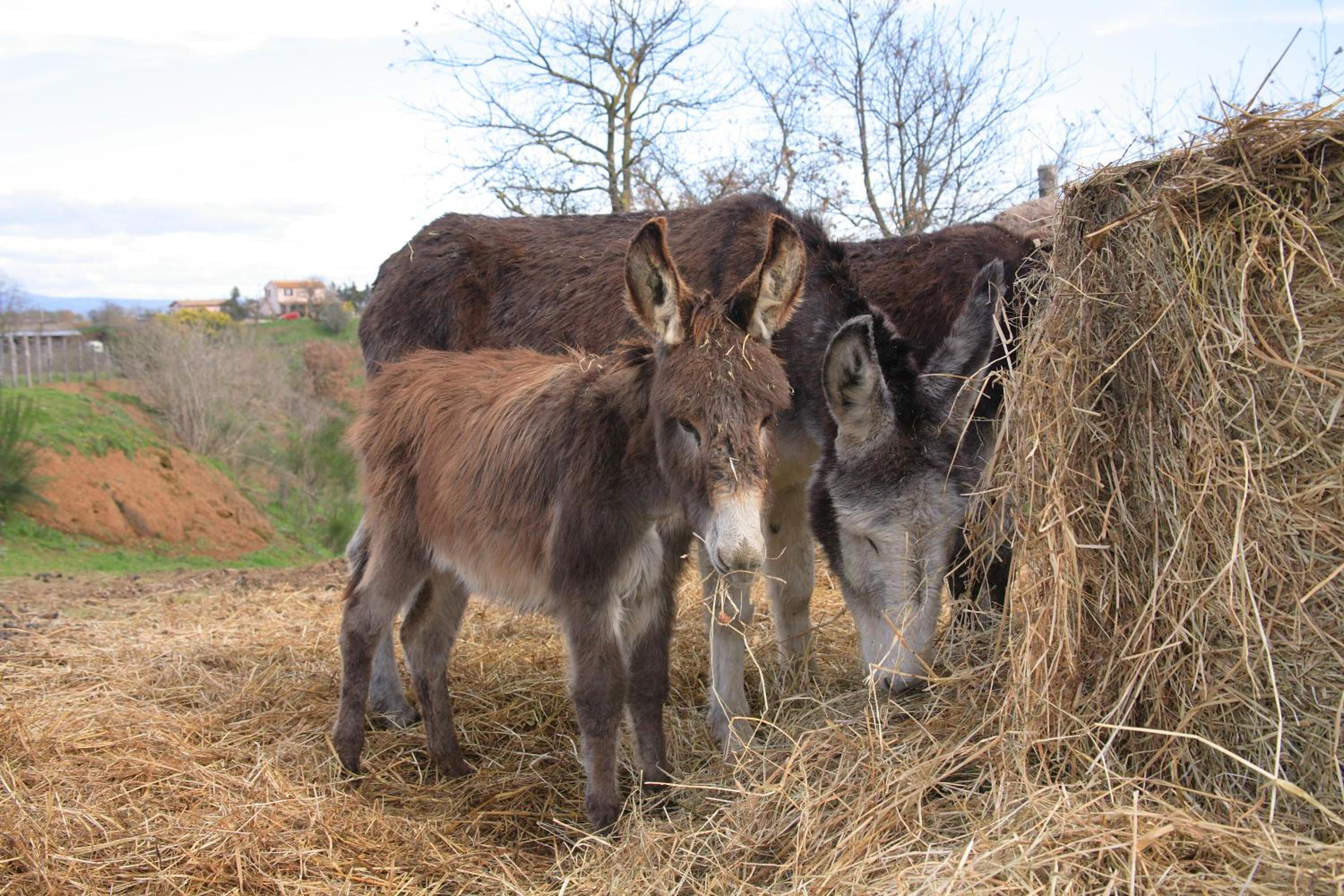Agriturismo Il Marrugio