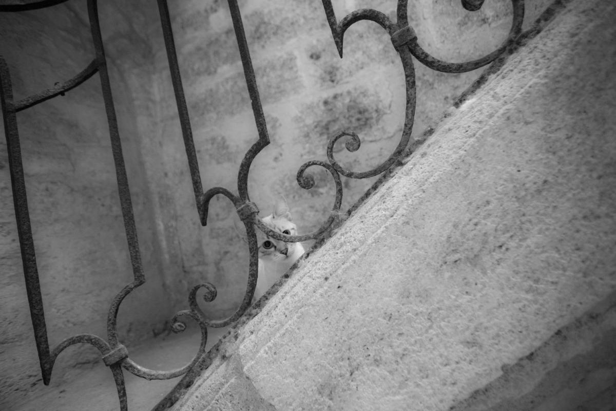 Photo 40