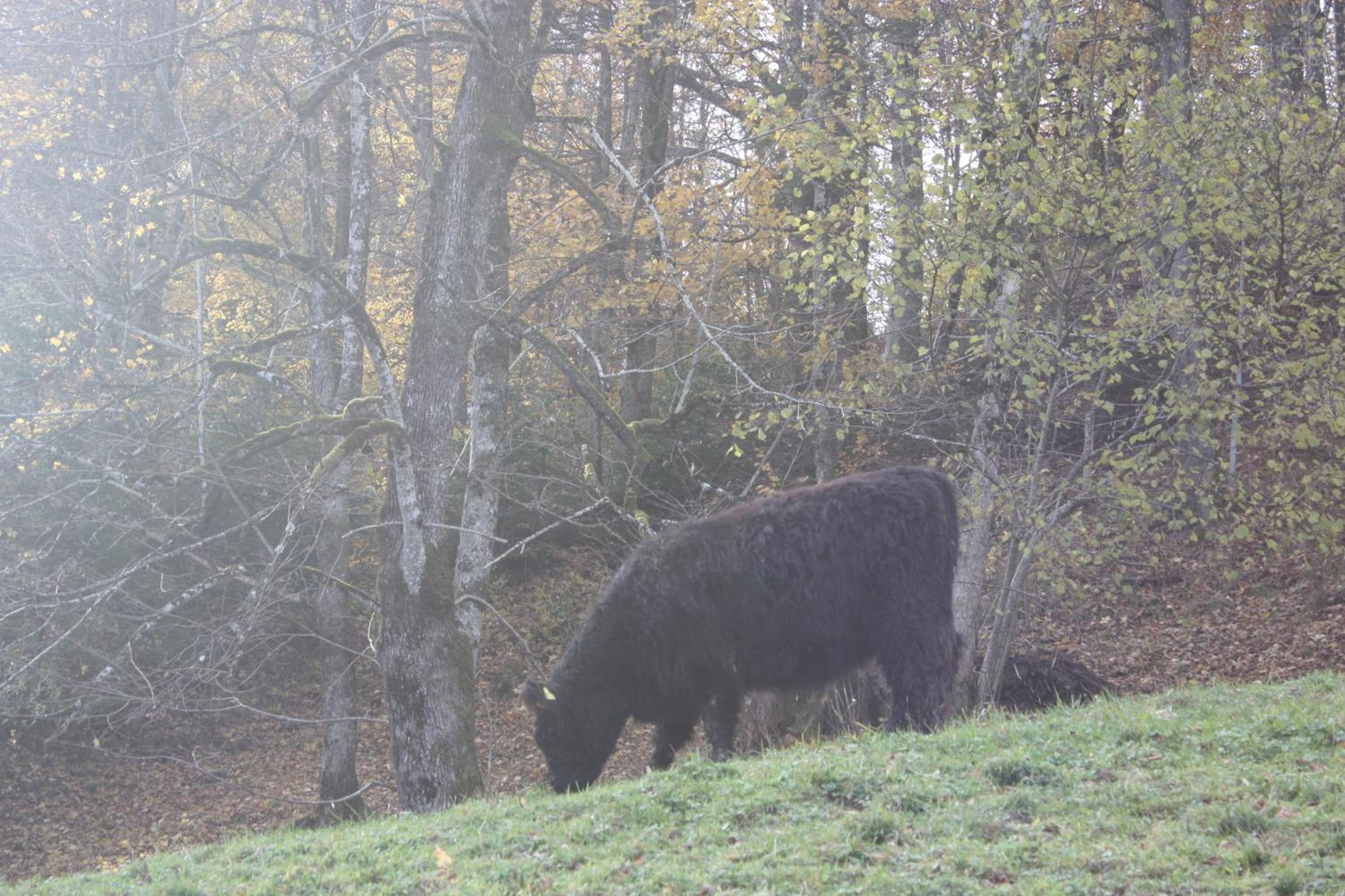Alpenferienwohnungen Wiesenlehen