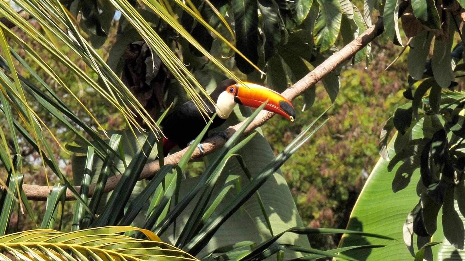 Pousada Surucuá - Bonito MS
