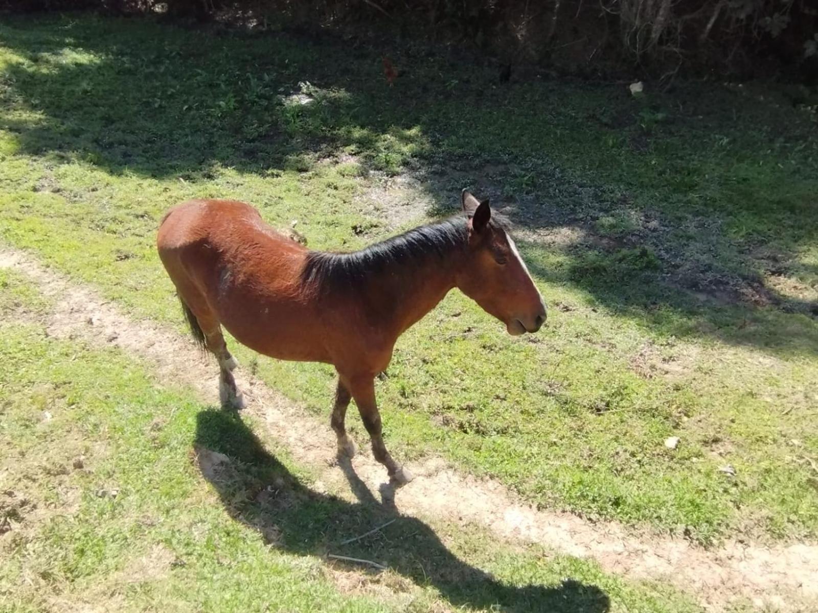 POUSADA PE NA TERRA EM GUARAREMA