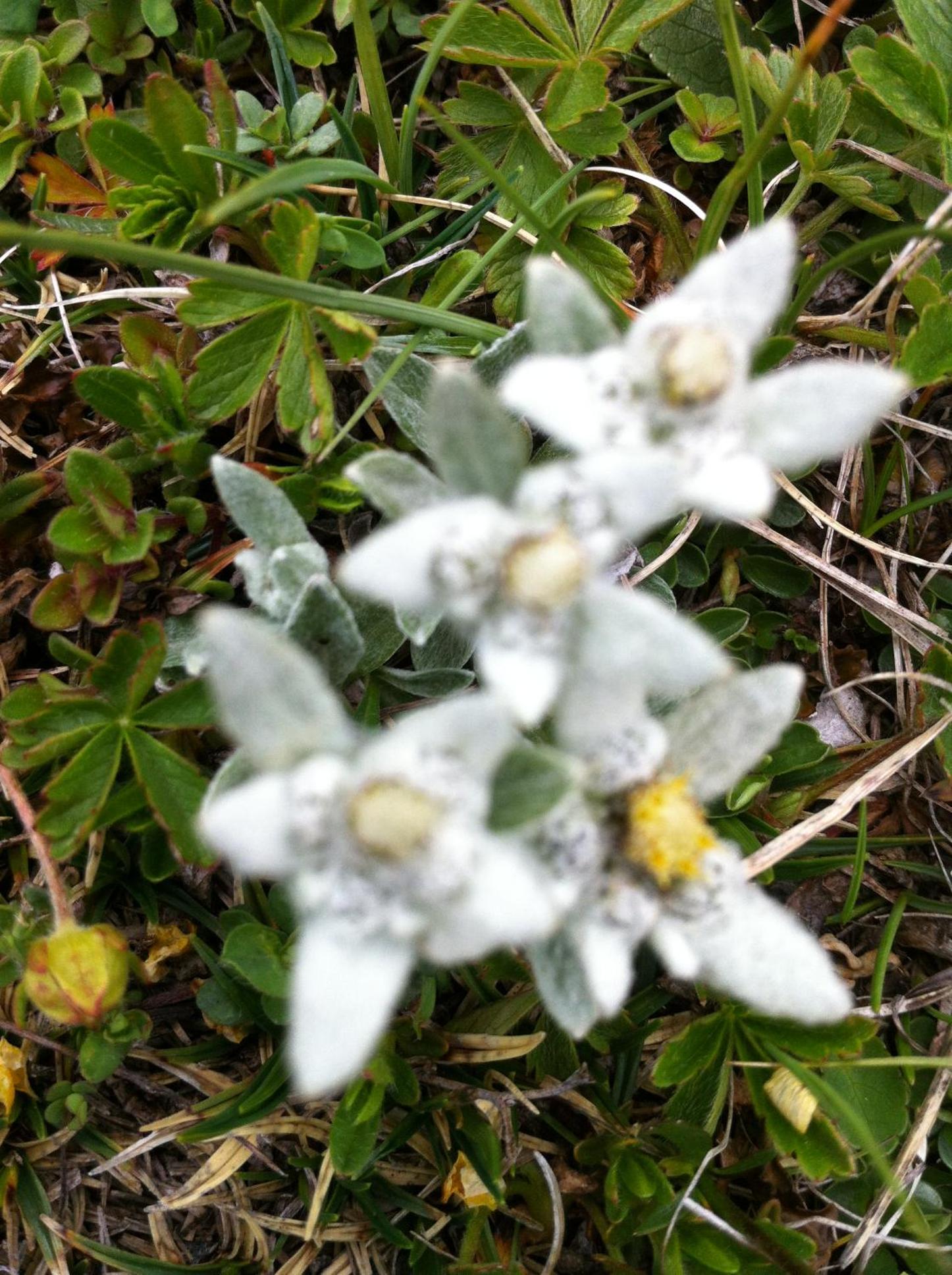 Photo 41