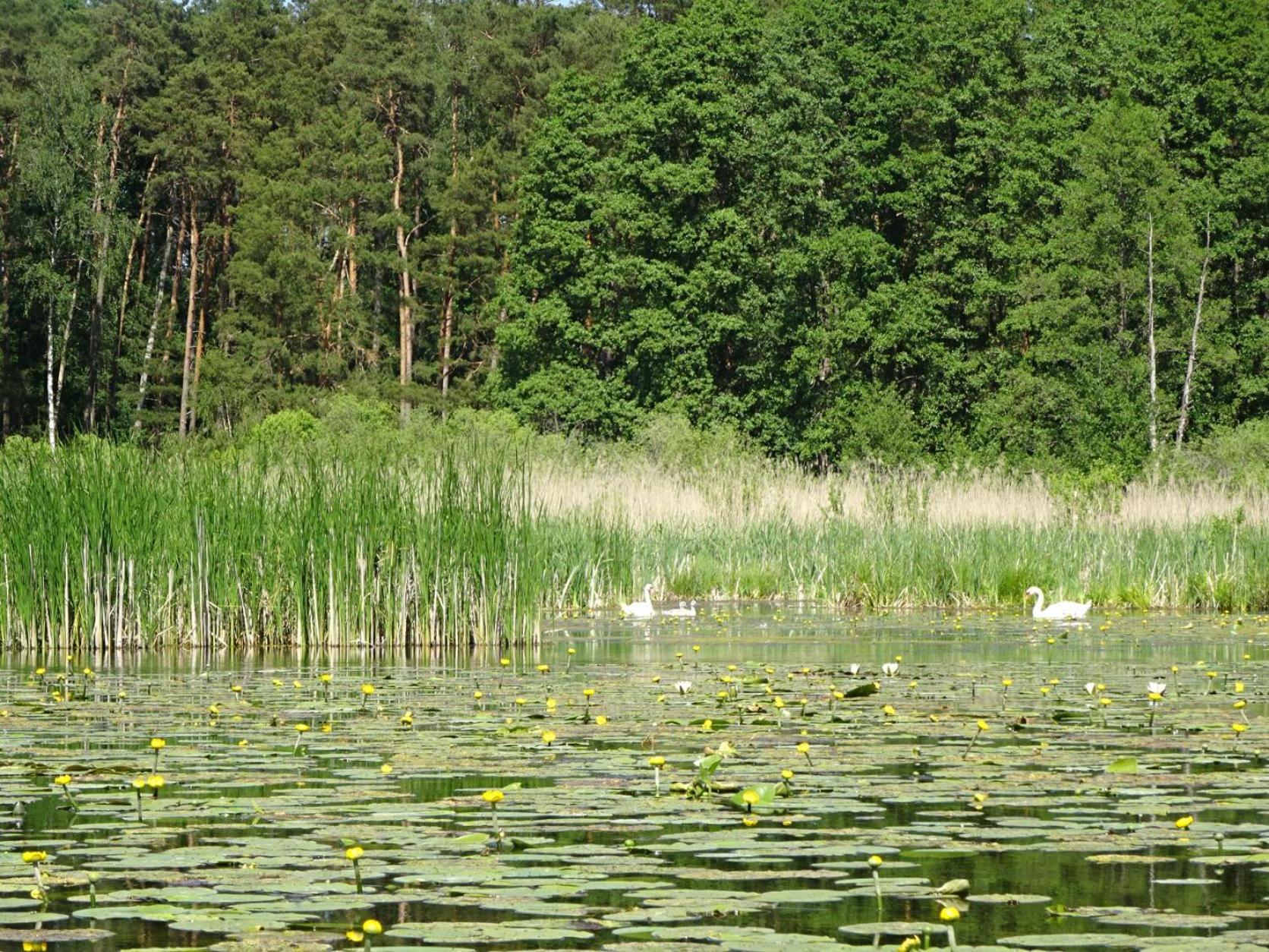 Ferienanlage Waschbär Country