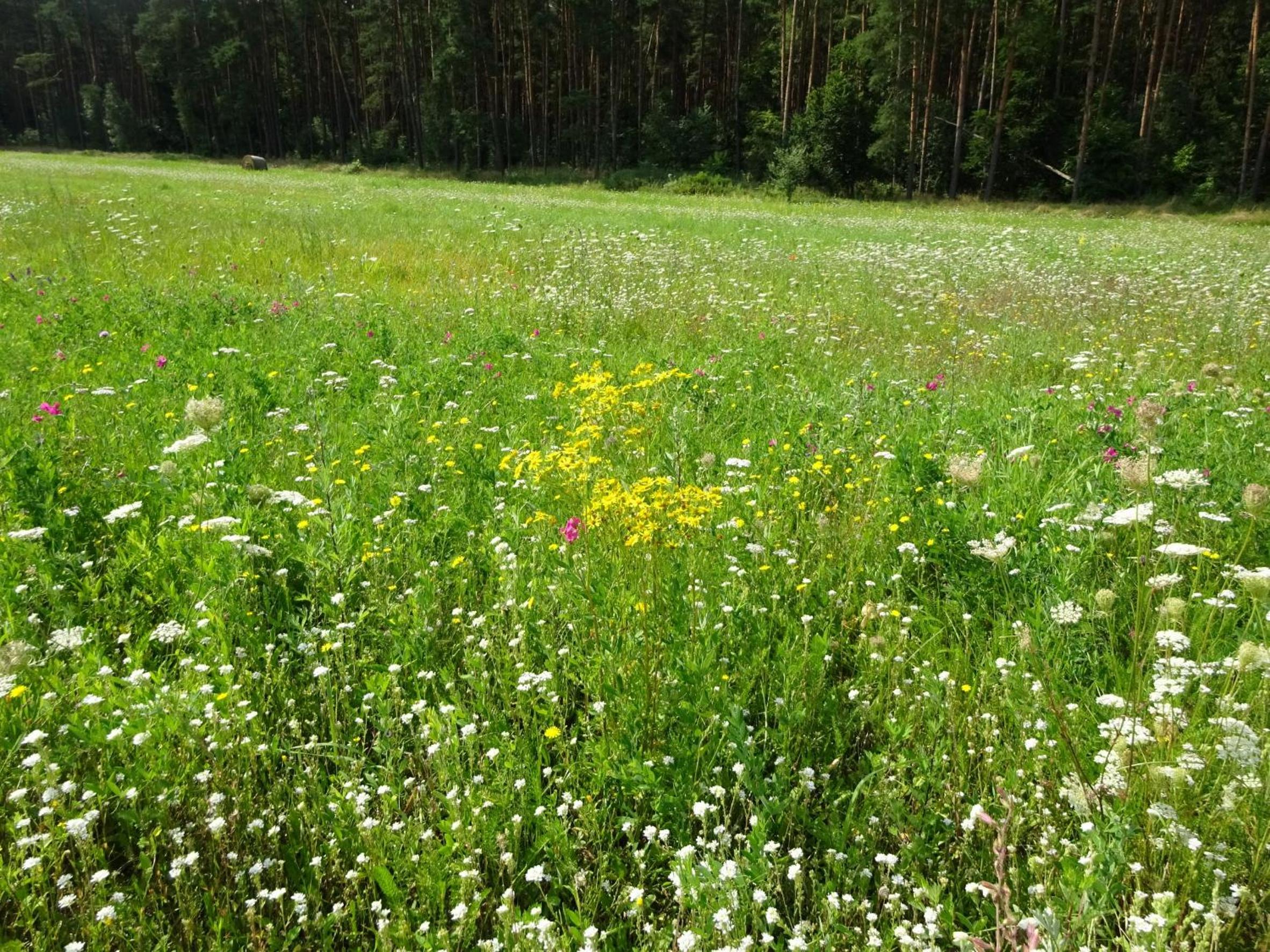 Ferienanlage Waschbär Country
