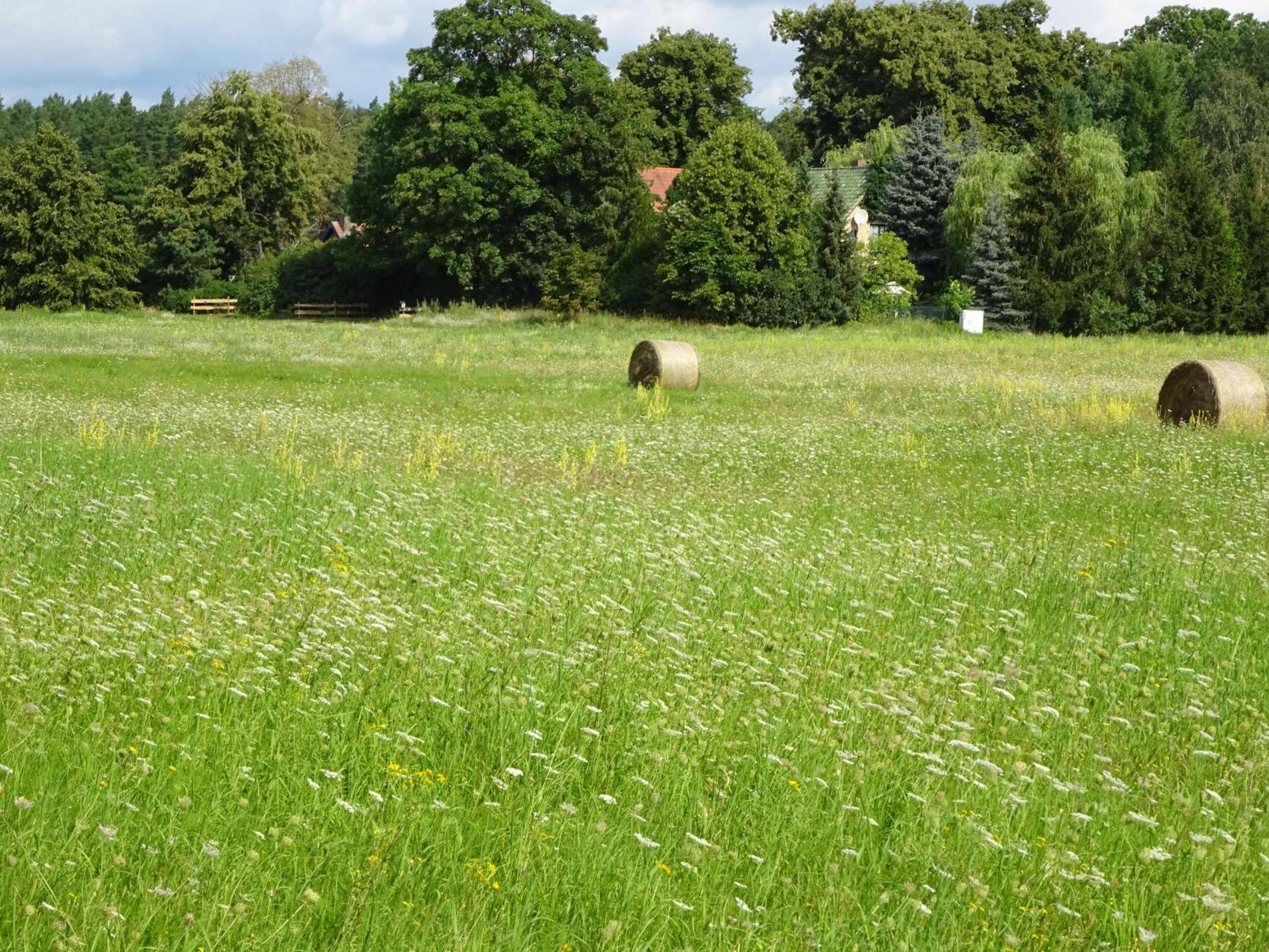 Ferienanlage Waschbär Country