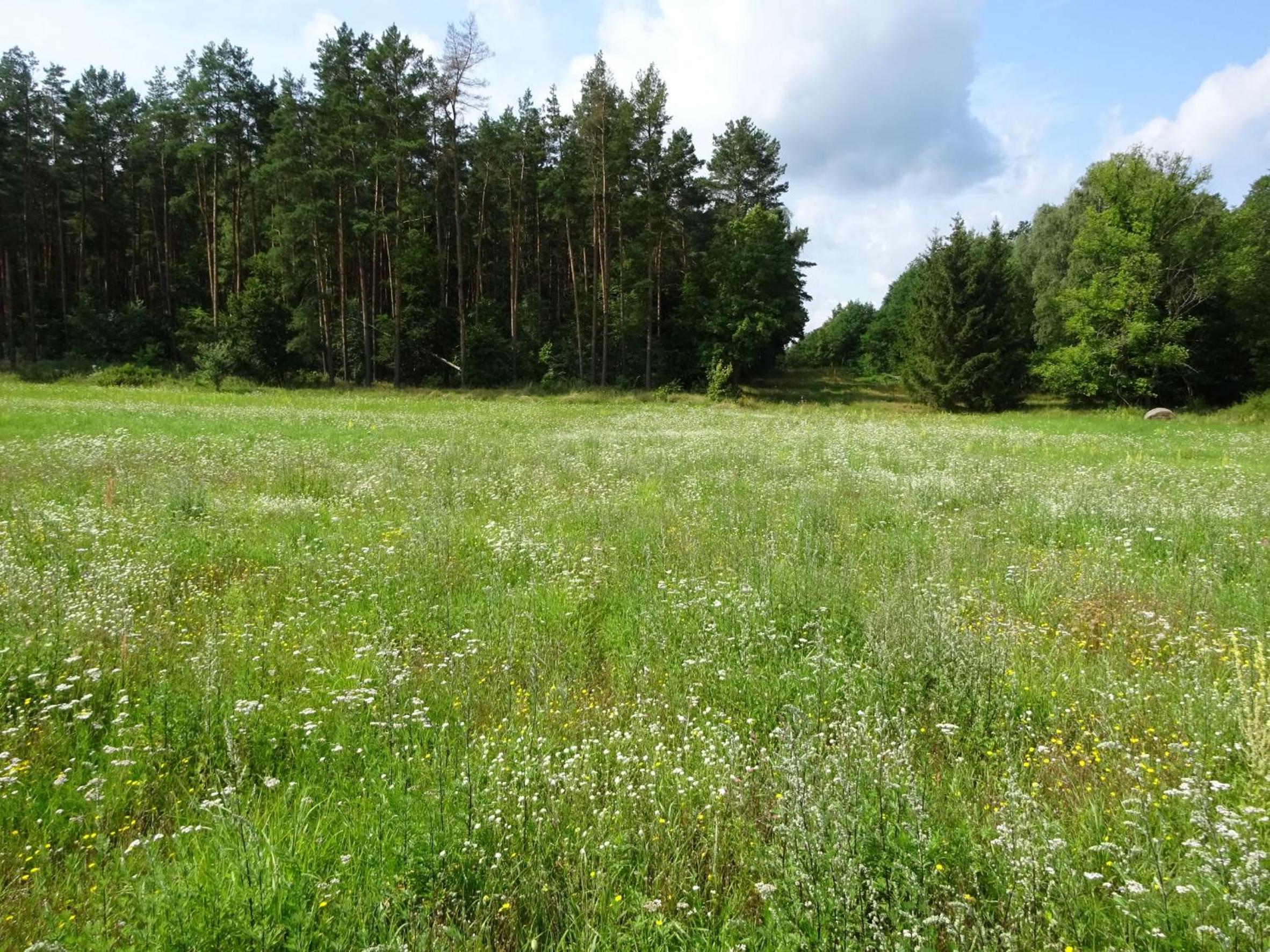 Ferienanlage Waschbär Country