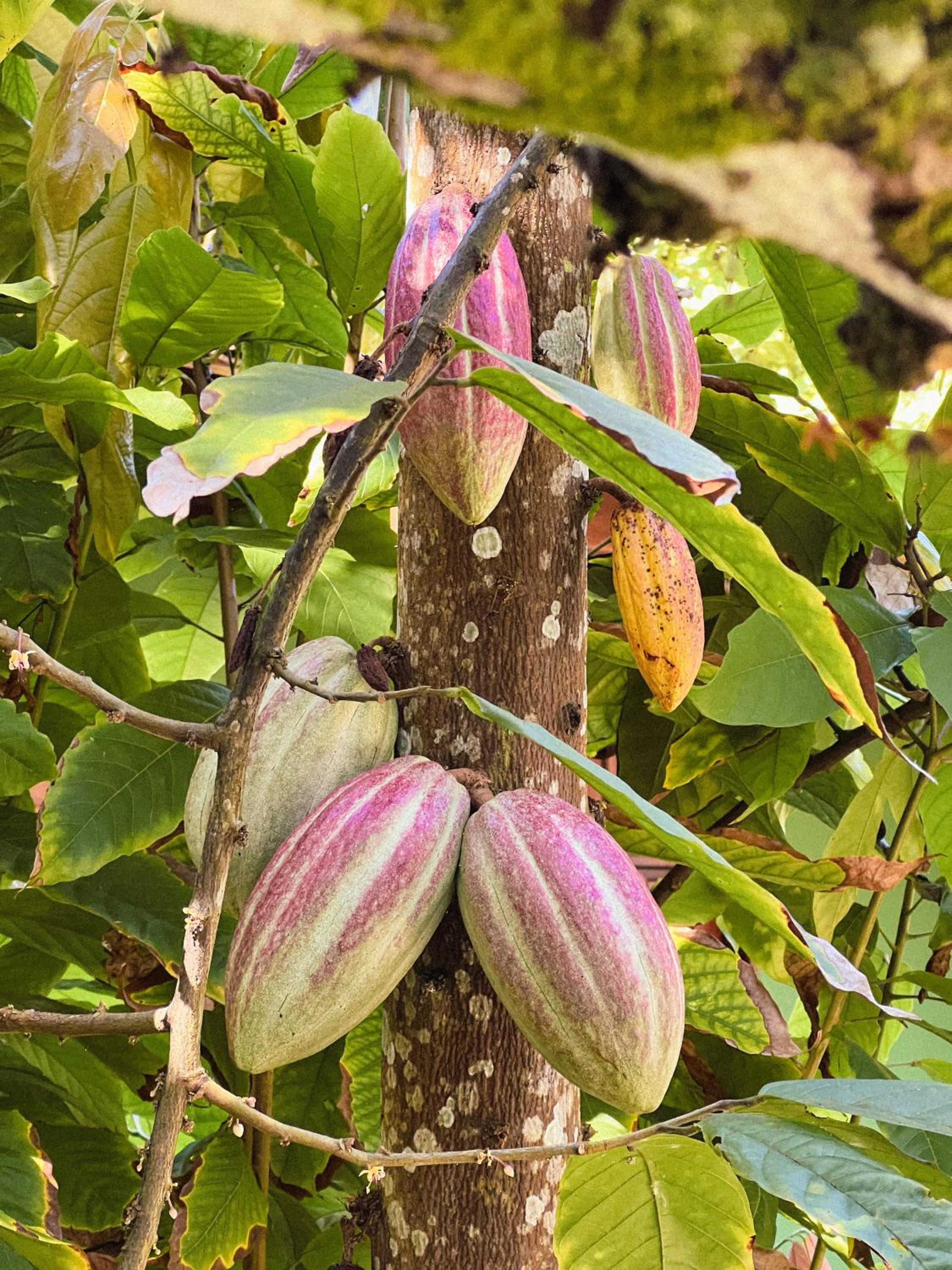 Pousada Moreré