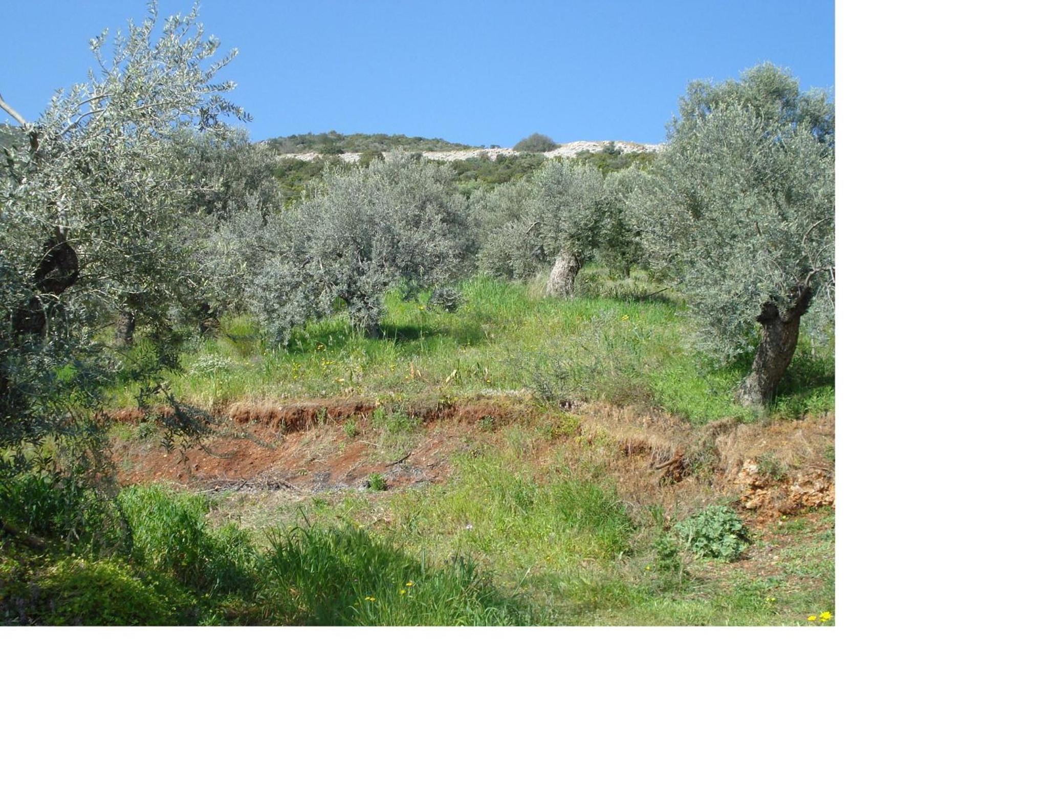 Athina EcoFarm