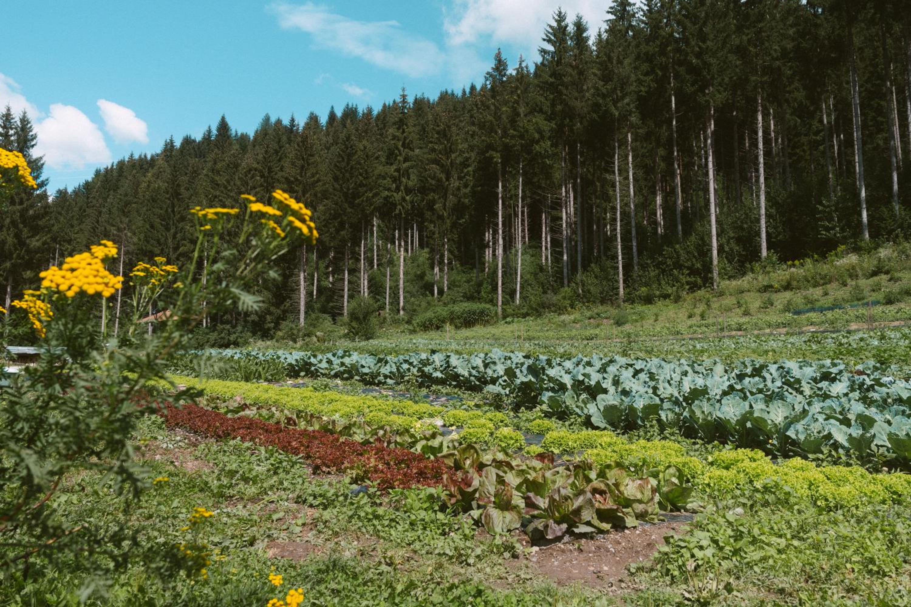 Lärchenwirt Dolomites photo 3