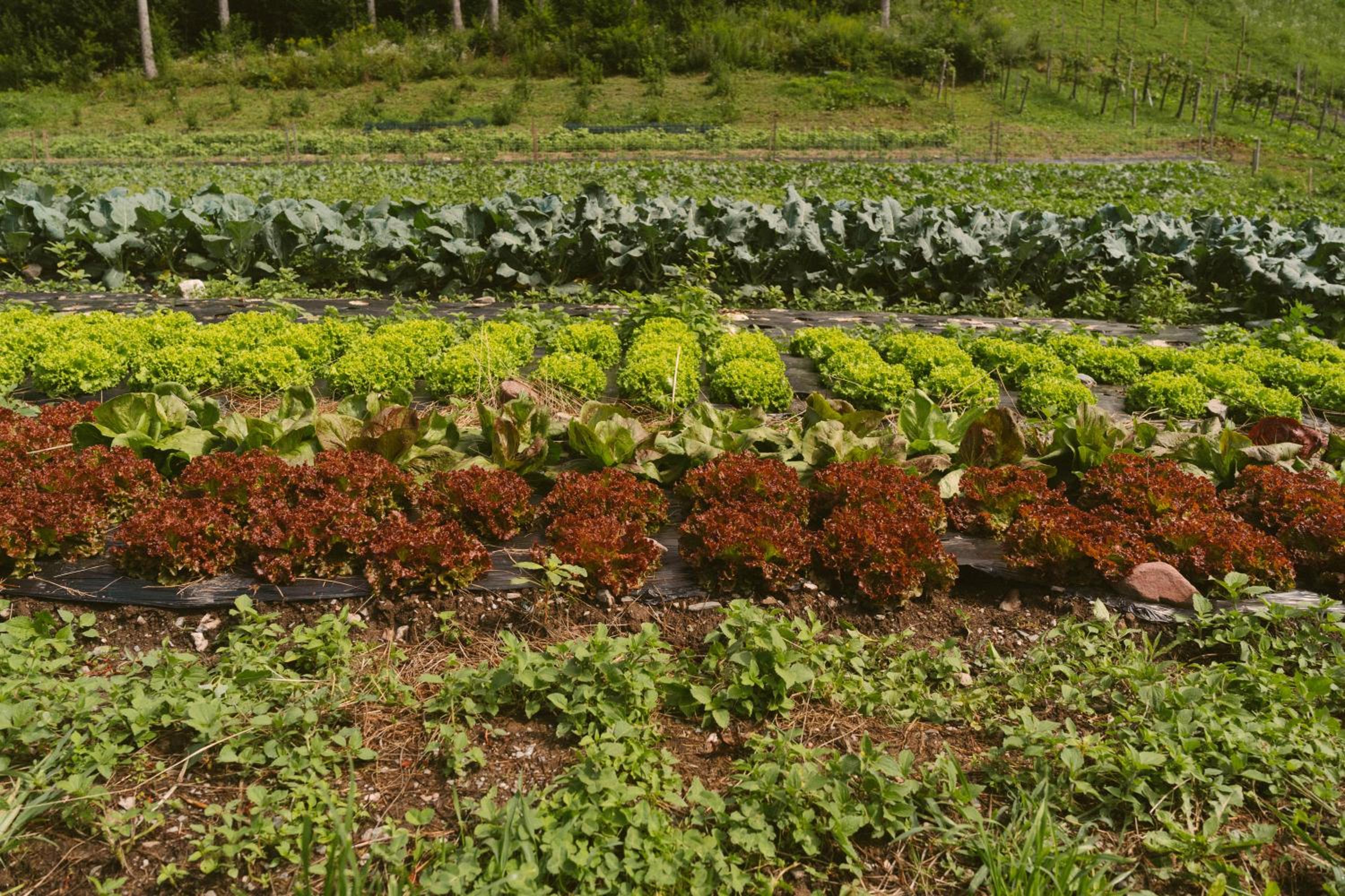 Lärchenwirt Dolomites photo 4