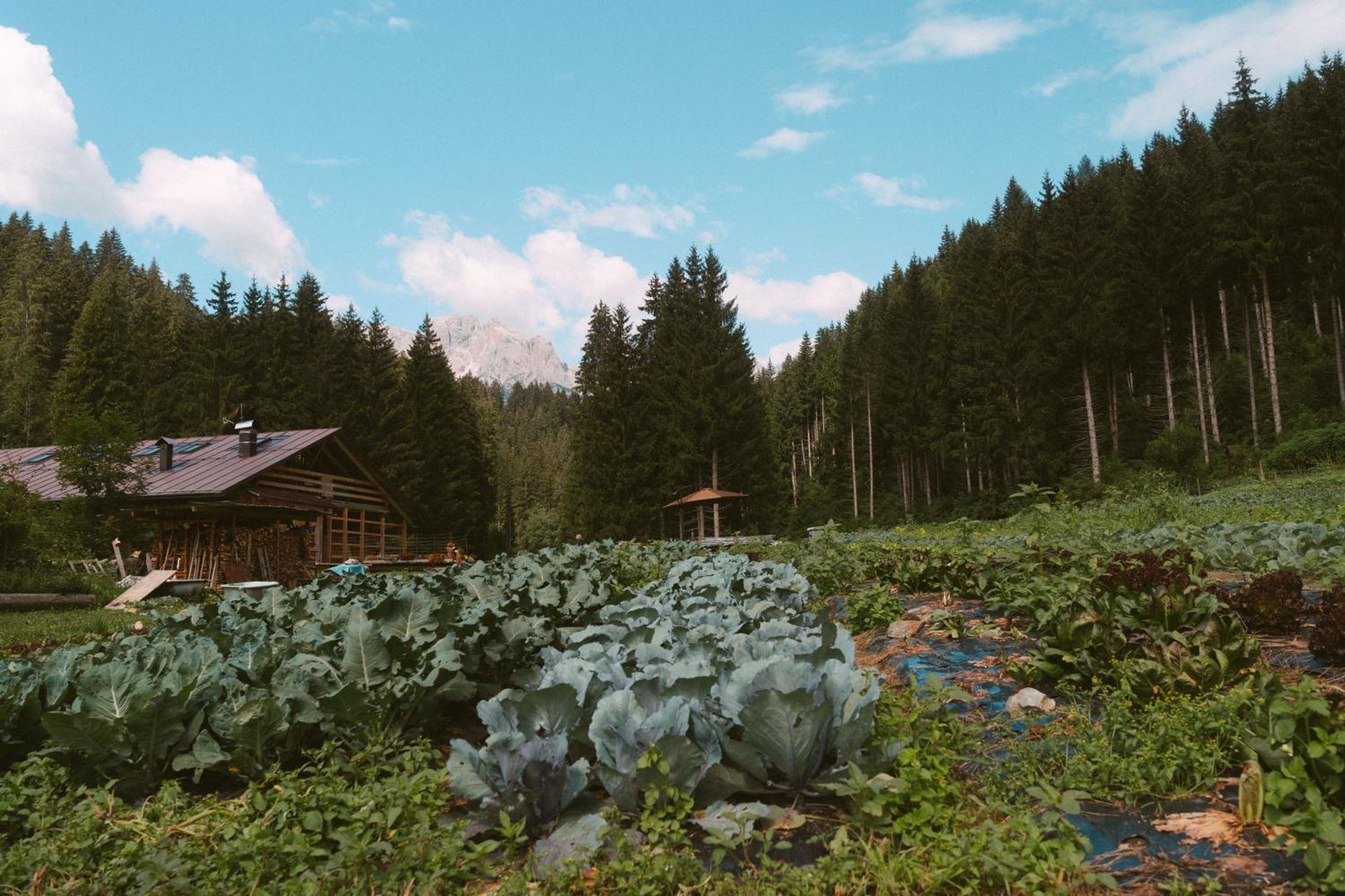 Lärchenwirt Dolomites photo 5