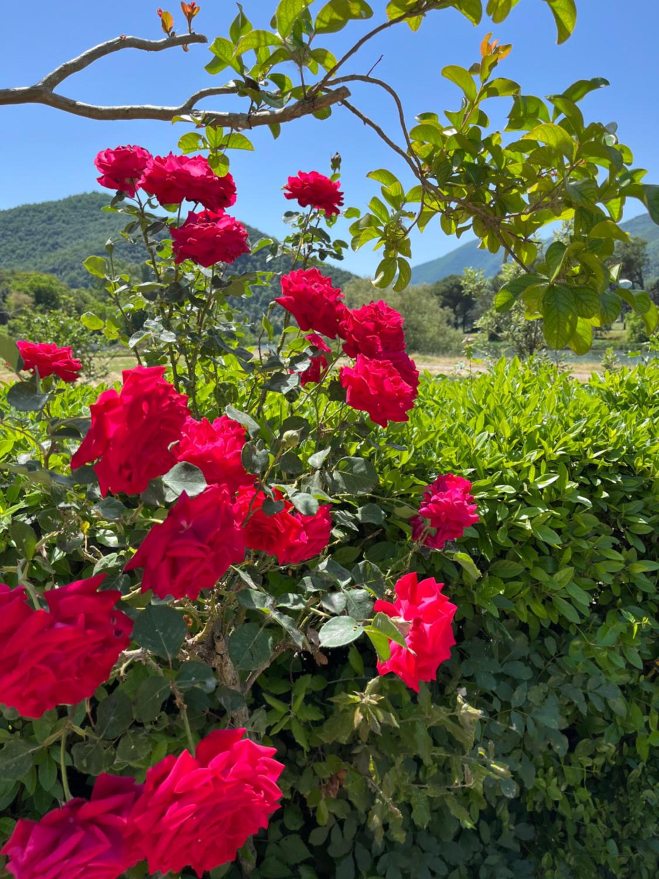 La Cannucciola