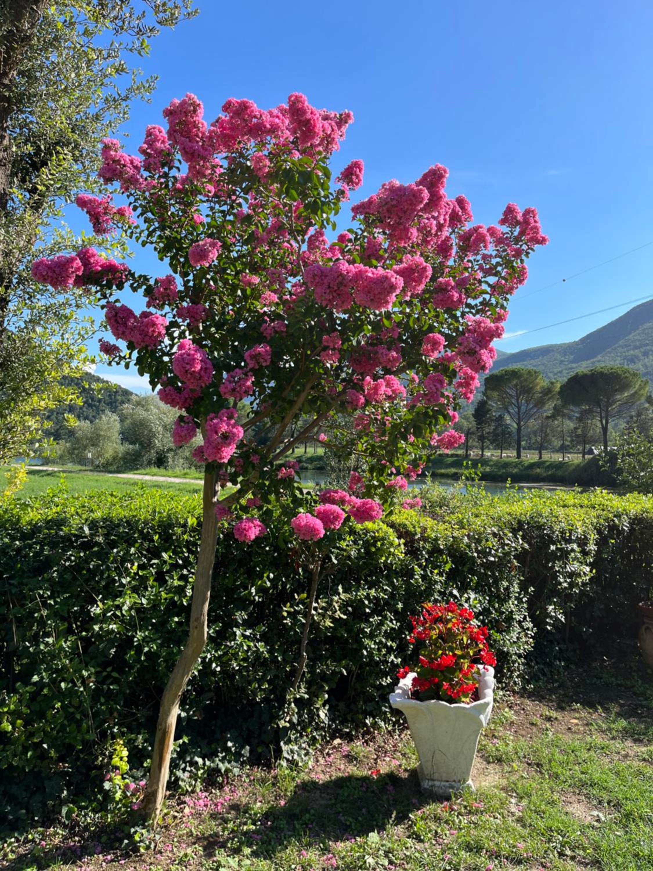 La Cannucciola