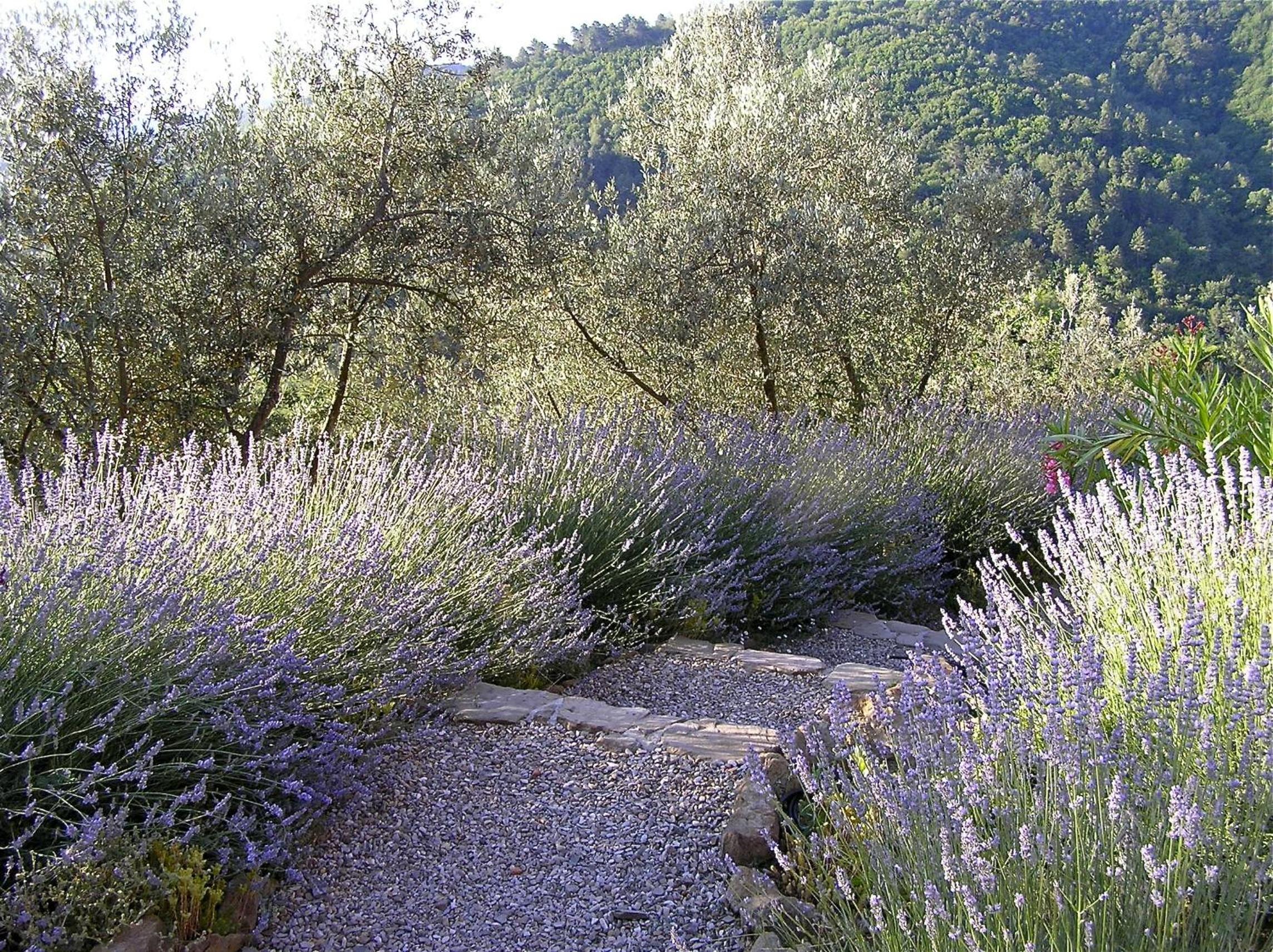 Ventena Vecchia antico frantoio