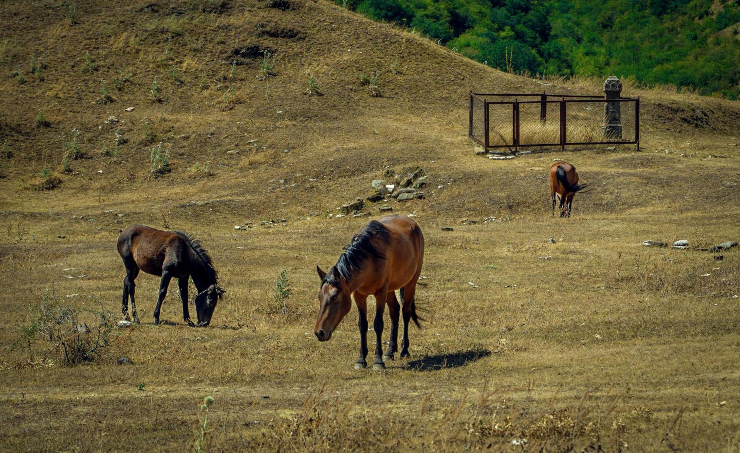 Cottages Naqoshari