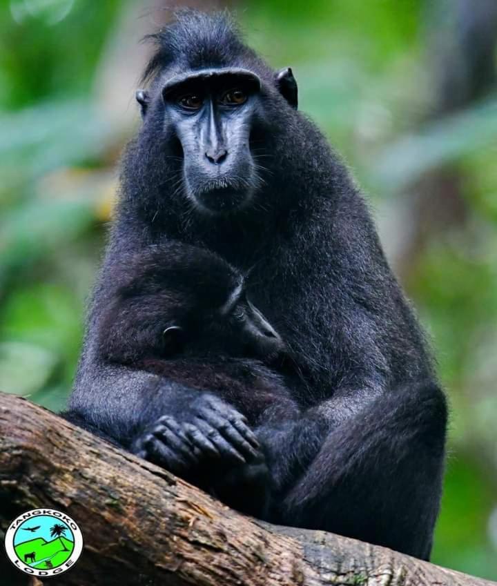 Tangkoko Lodge, 비퉁 - 19