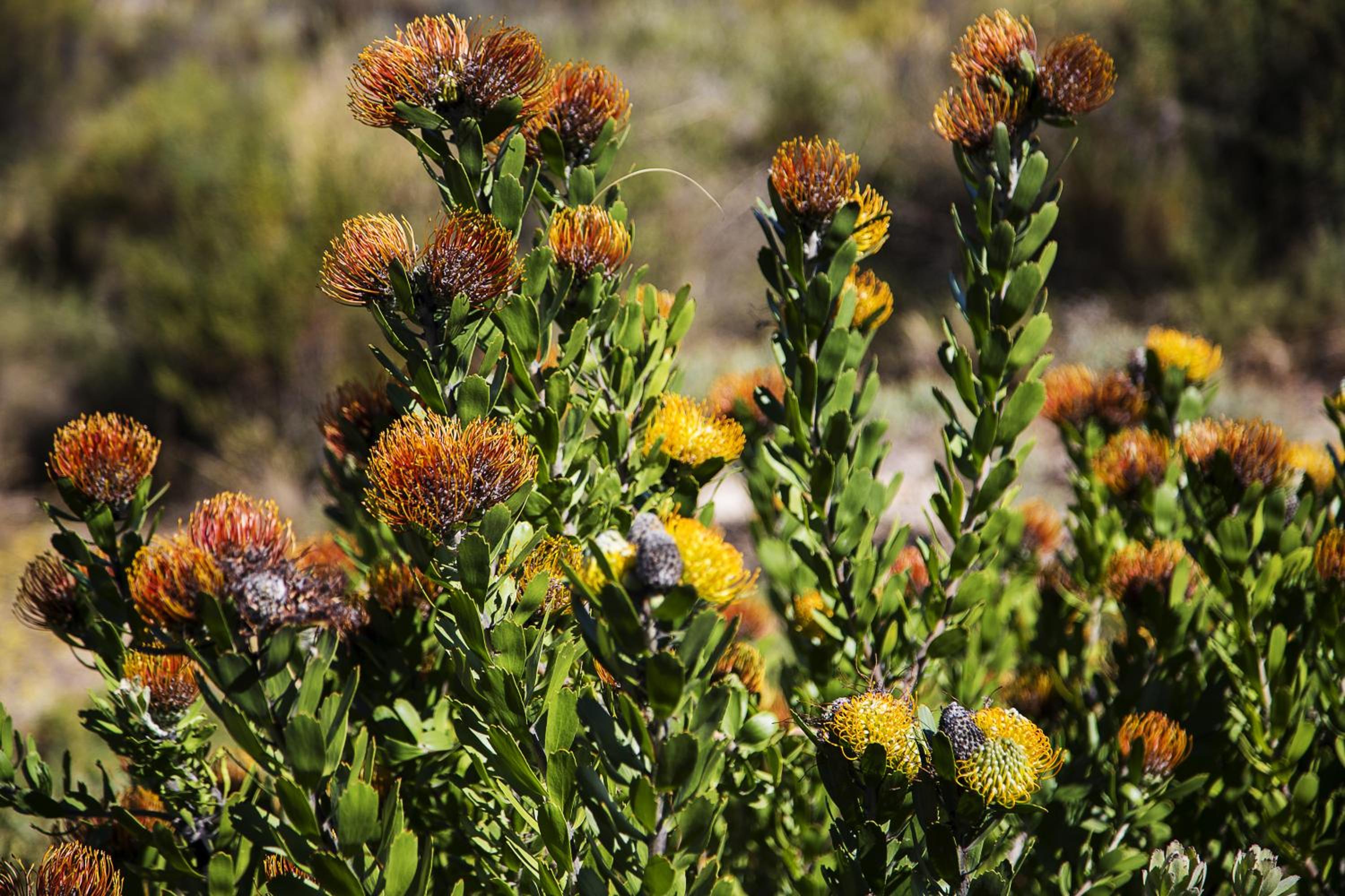 Wolfkop Nature Reserve