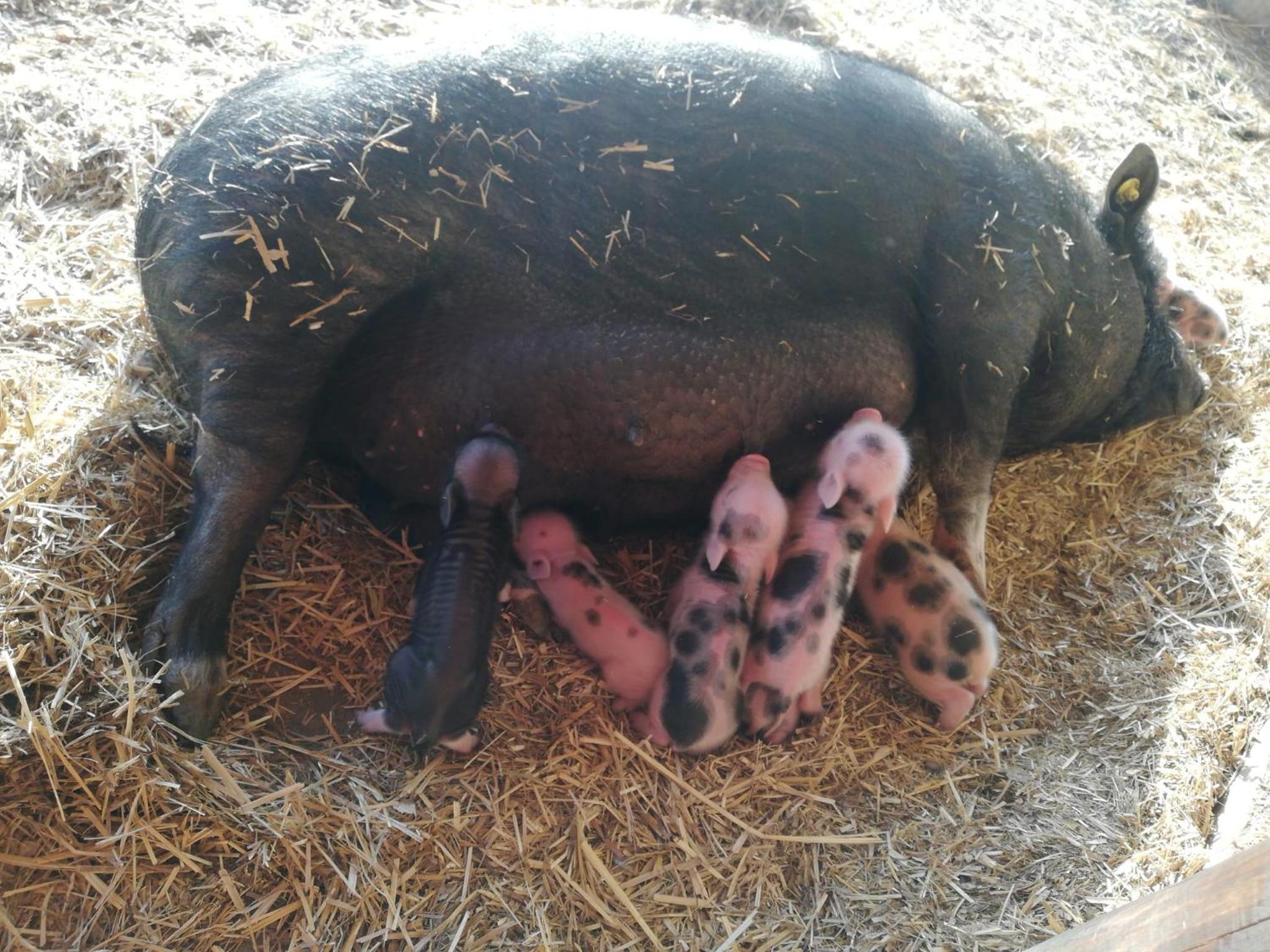 ZOOPARK Zelčín