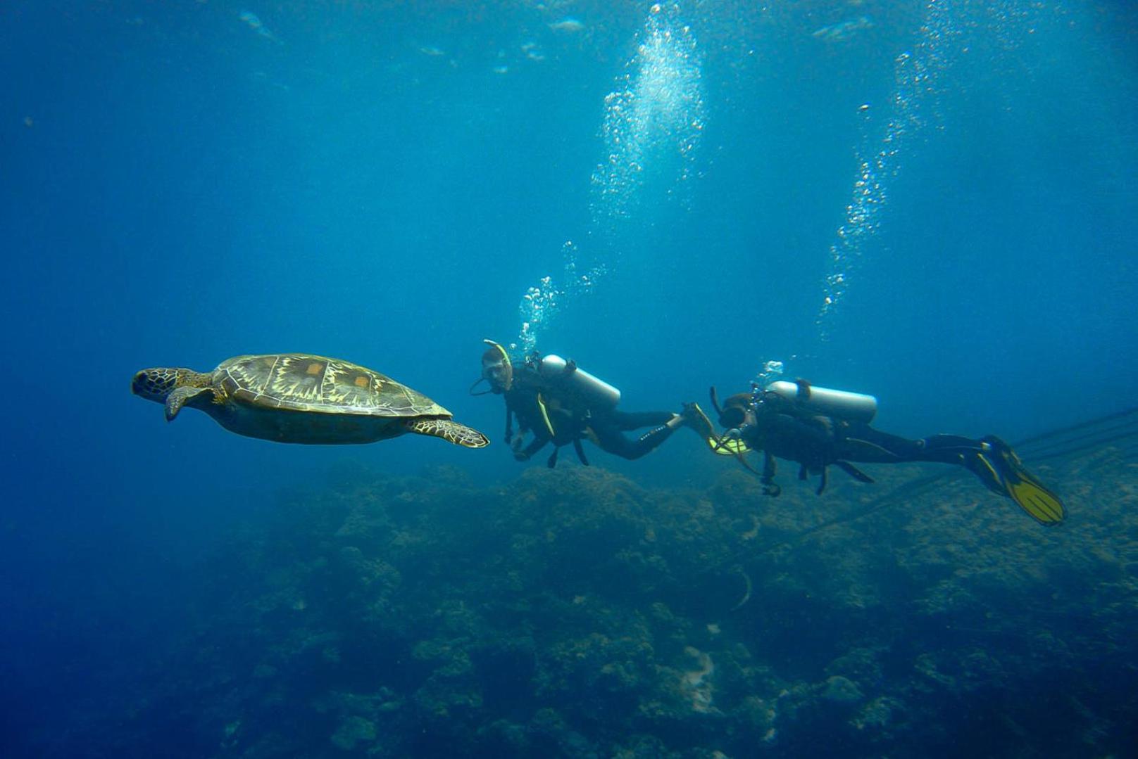 Turtle Bay Dive Resort — photo 126