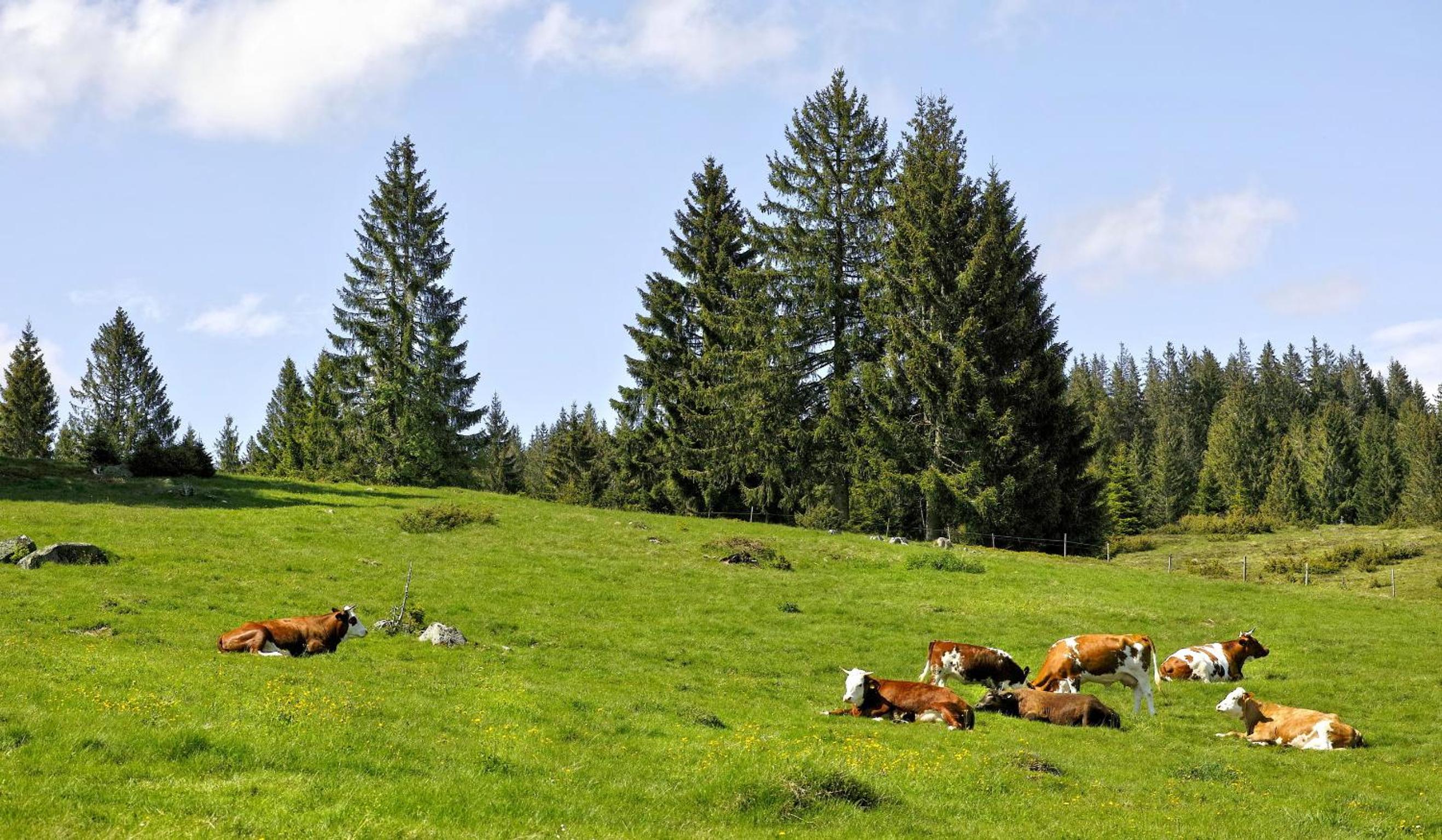 C2 Ferienwohnung im Schwarzwald 30m FerienwohnungApp für max 2 Personen