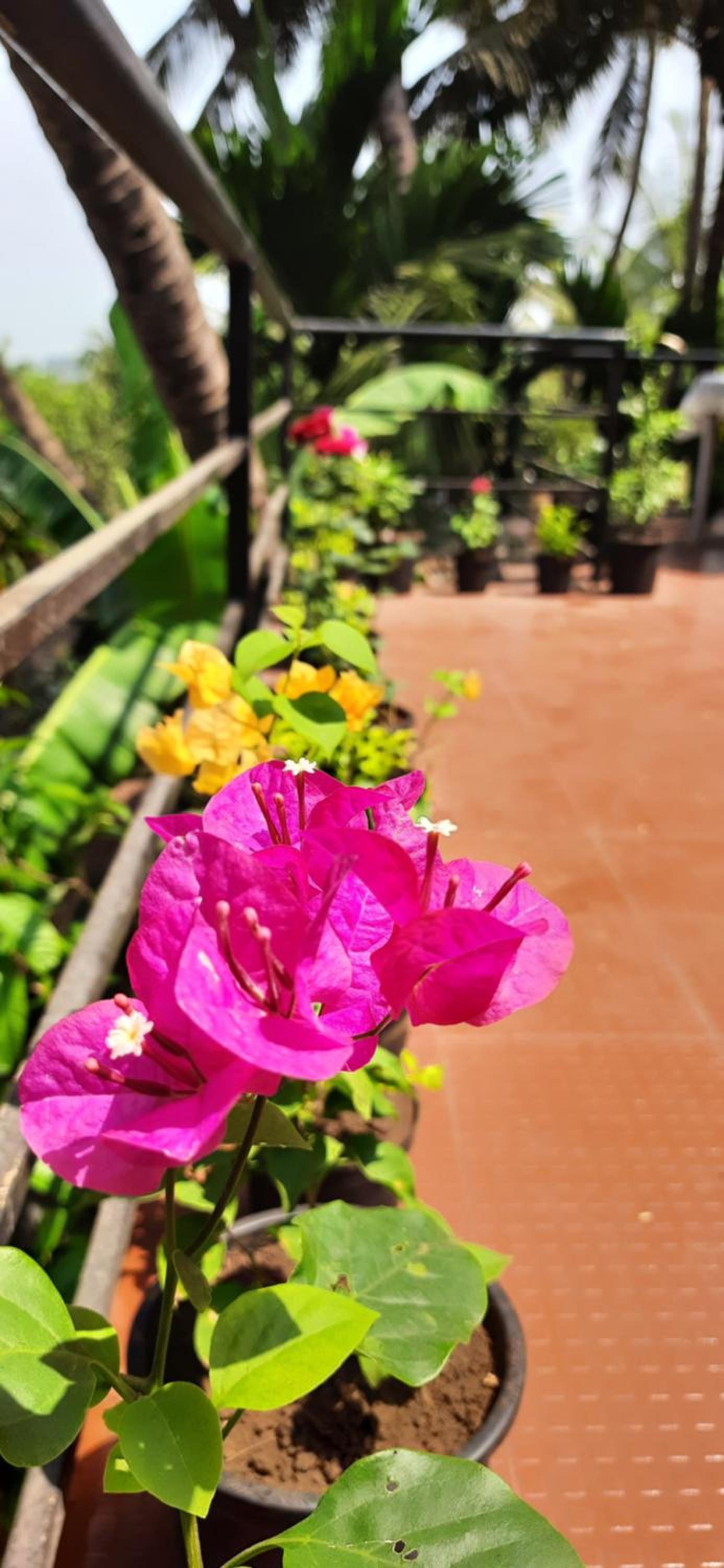 Bageecha B&B- Vaayu, photo 11