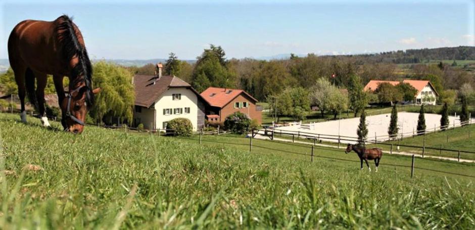 Guesthouse La Moliere, 3 bedrooms, private house, horse farm, full nature