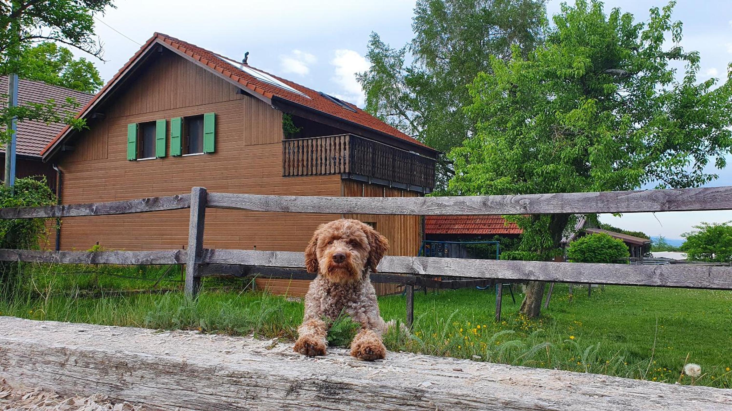 Guesthouse La Moliere, 3 bedrooms, private house, horse farm, full nature