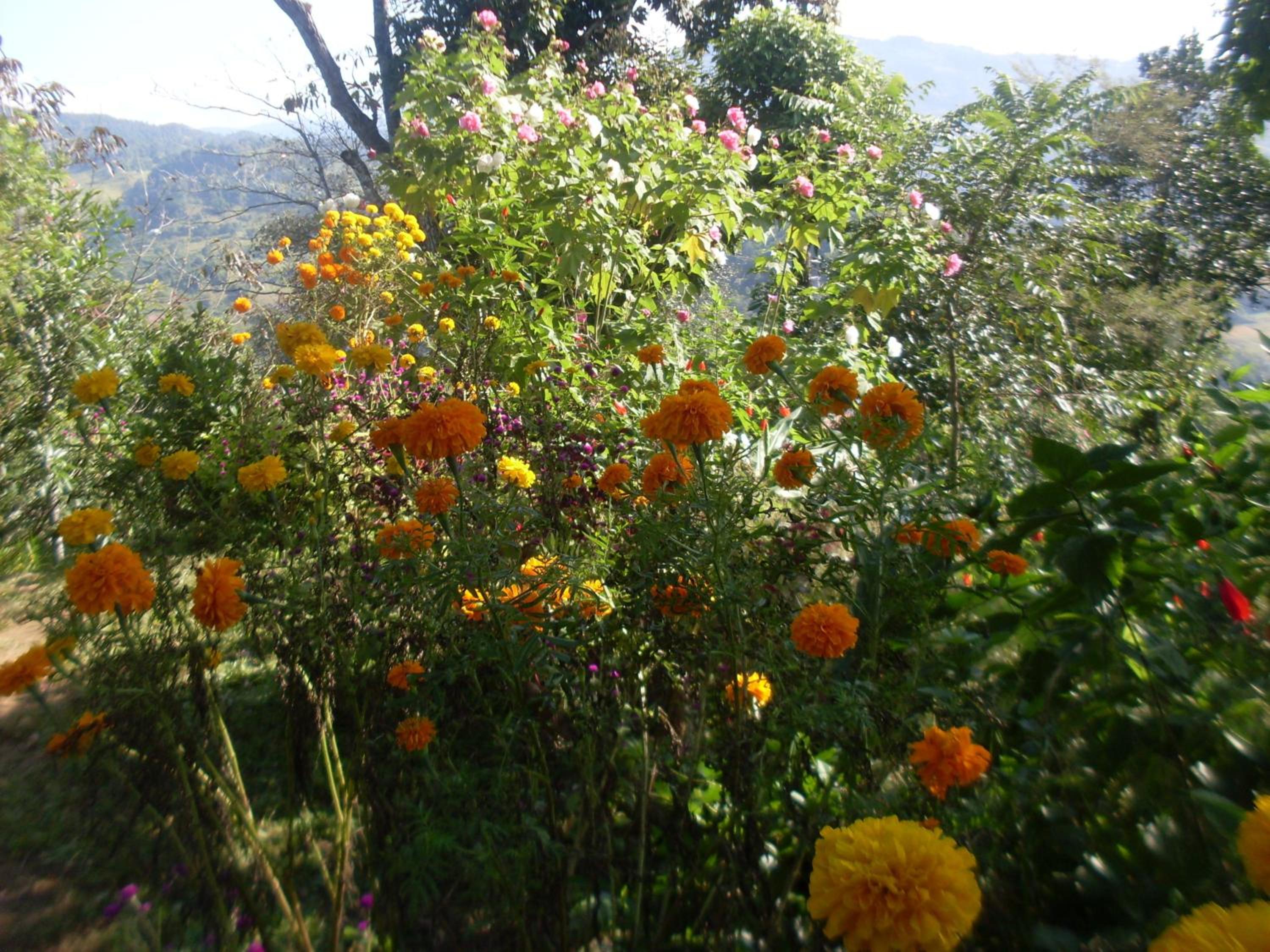 Photo 42