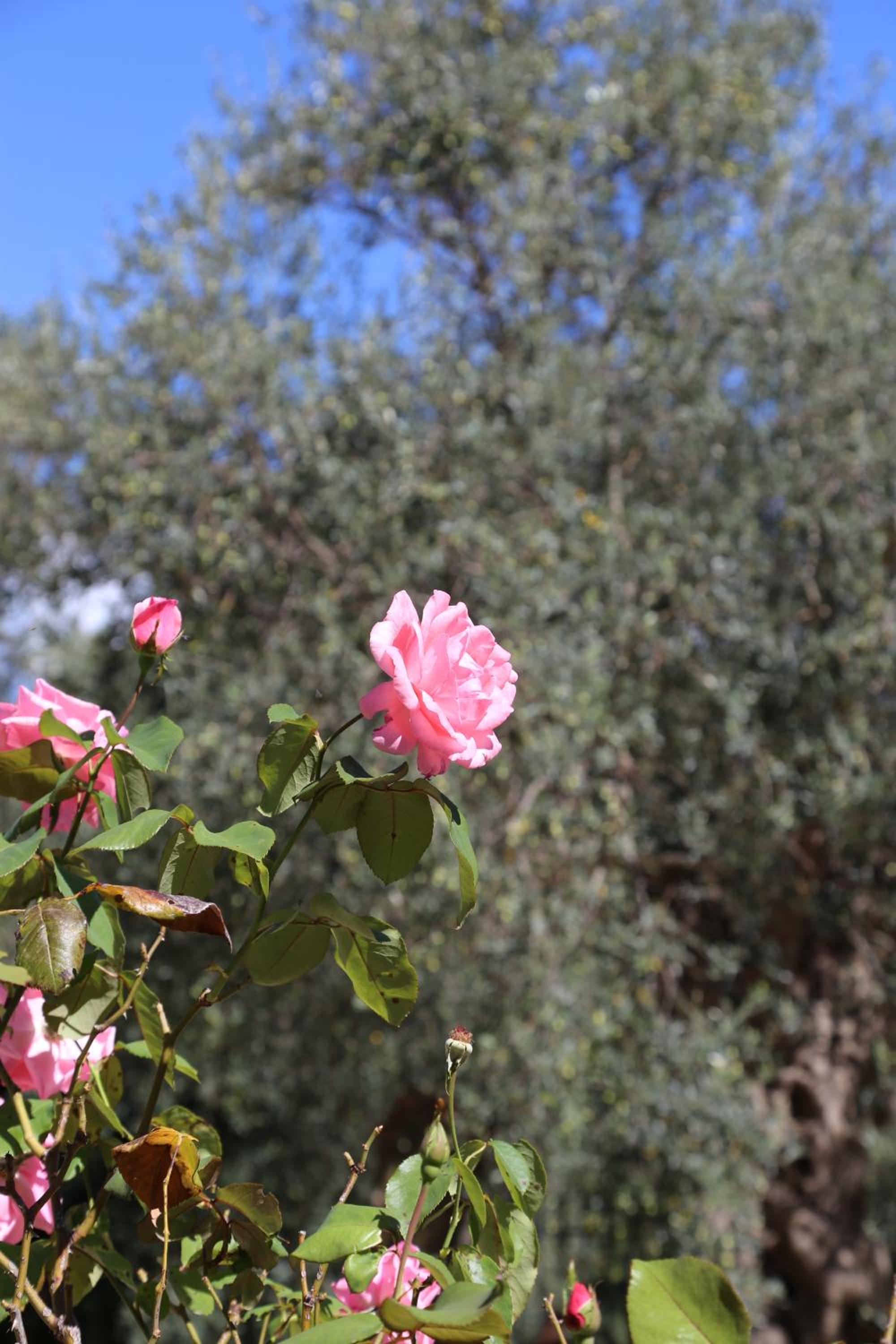 Photo 47