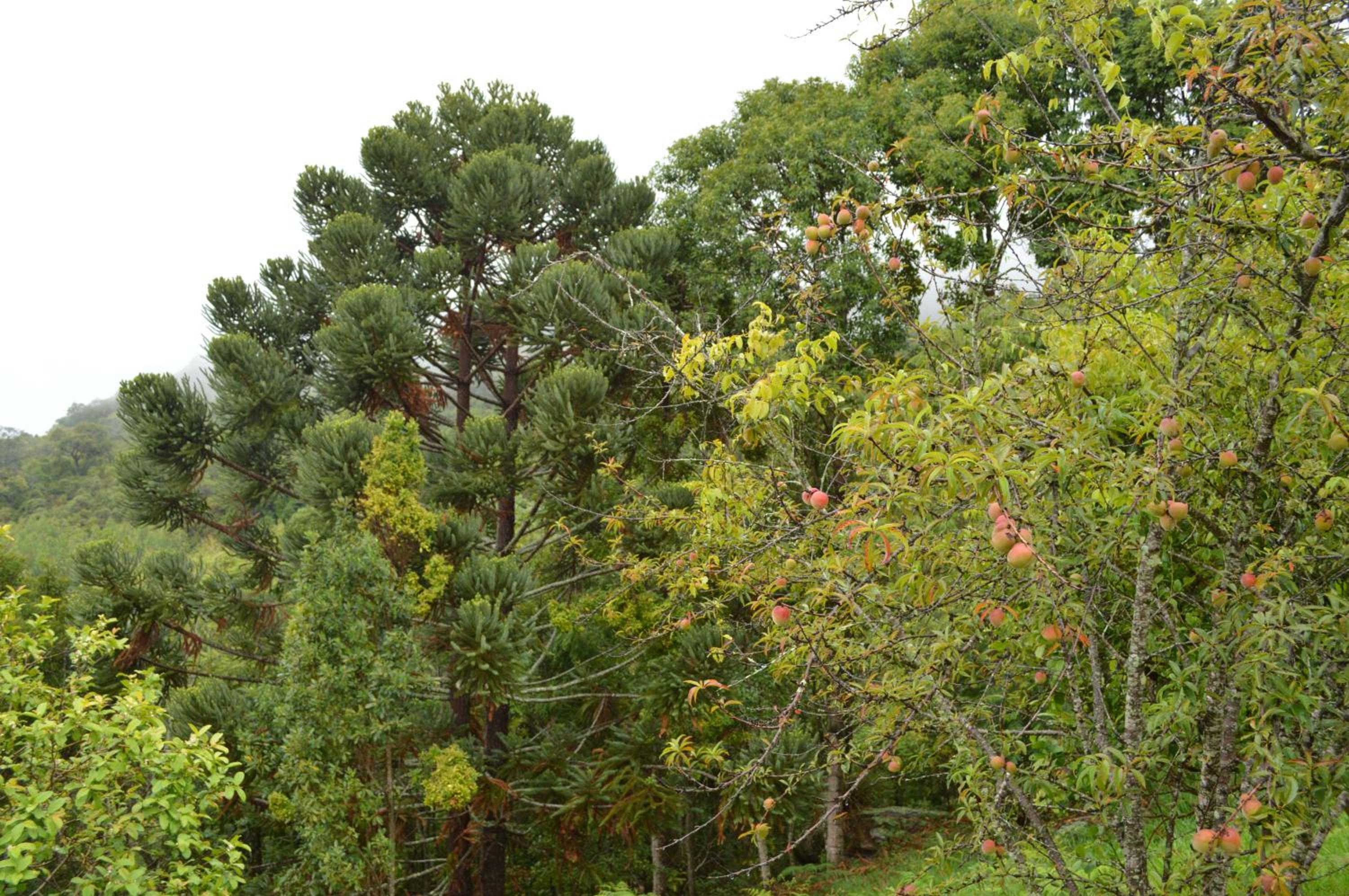 Photo 43